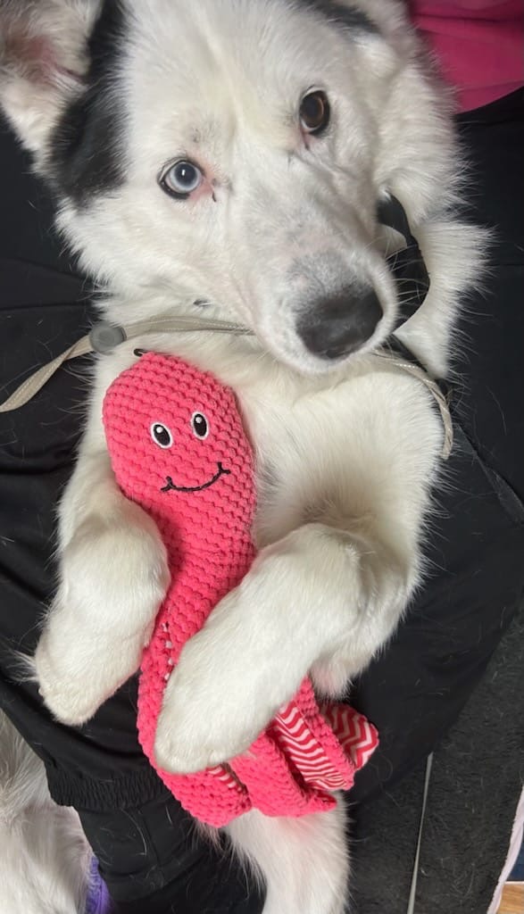 Help Our Sweet Dog Oreo Recover campaign photo, 7 of 7