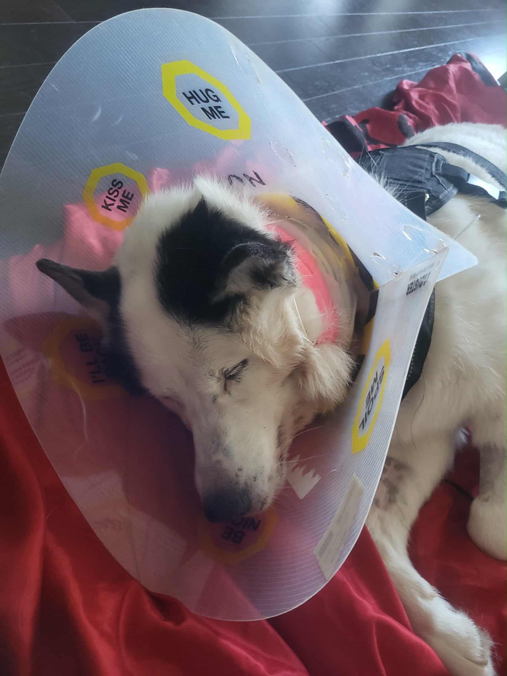 Help Our Sweet Dog Oreo Recover campaign photo, 2 of 7