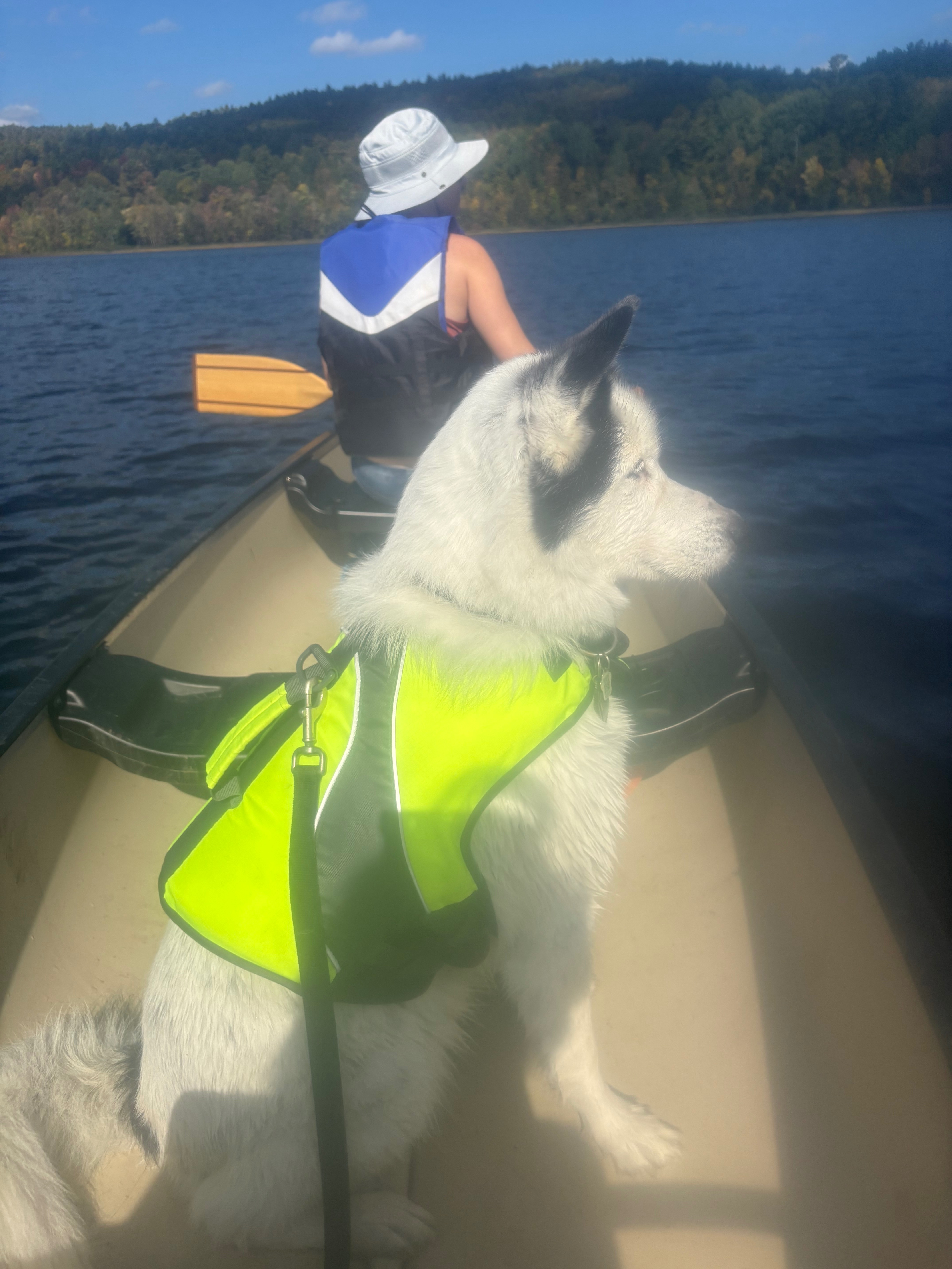 Help Our Sweet Dog Oreo Recover campaign photo, 4 of 7