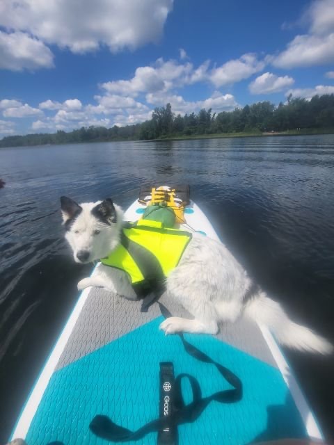 Help Our Sweet Dog Oreo Recover campaign photo, 5 of 7