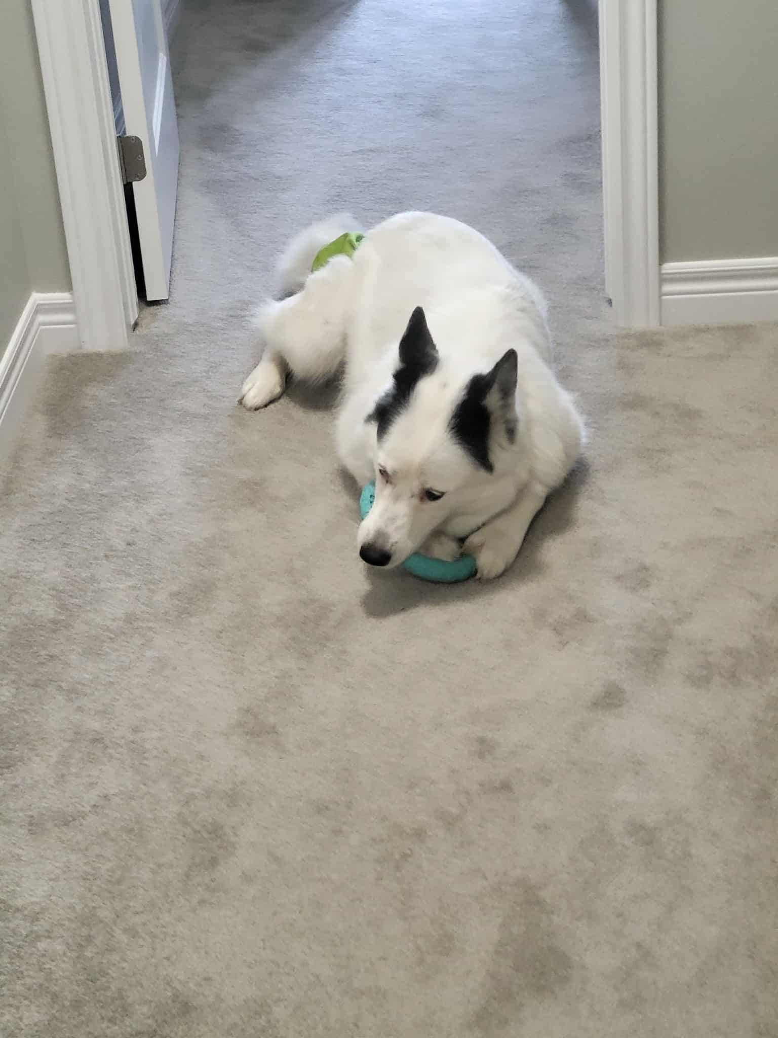 Help Our Sweet Dog Oreo Recover campaign photo, 6 of 7