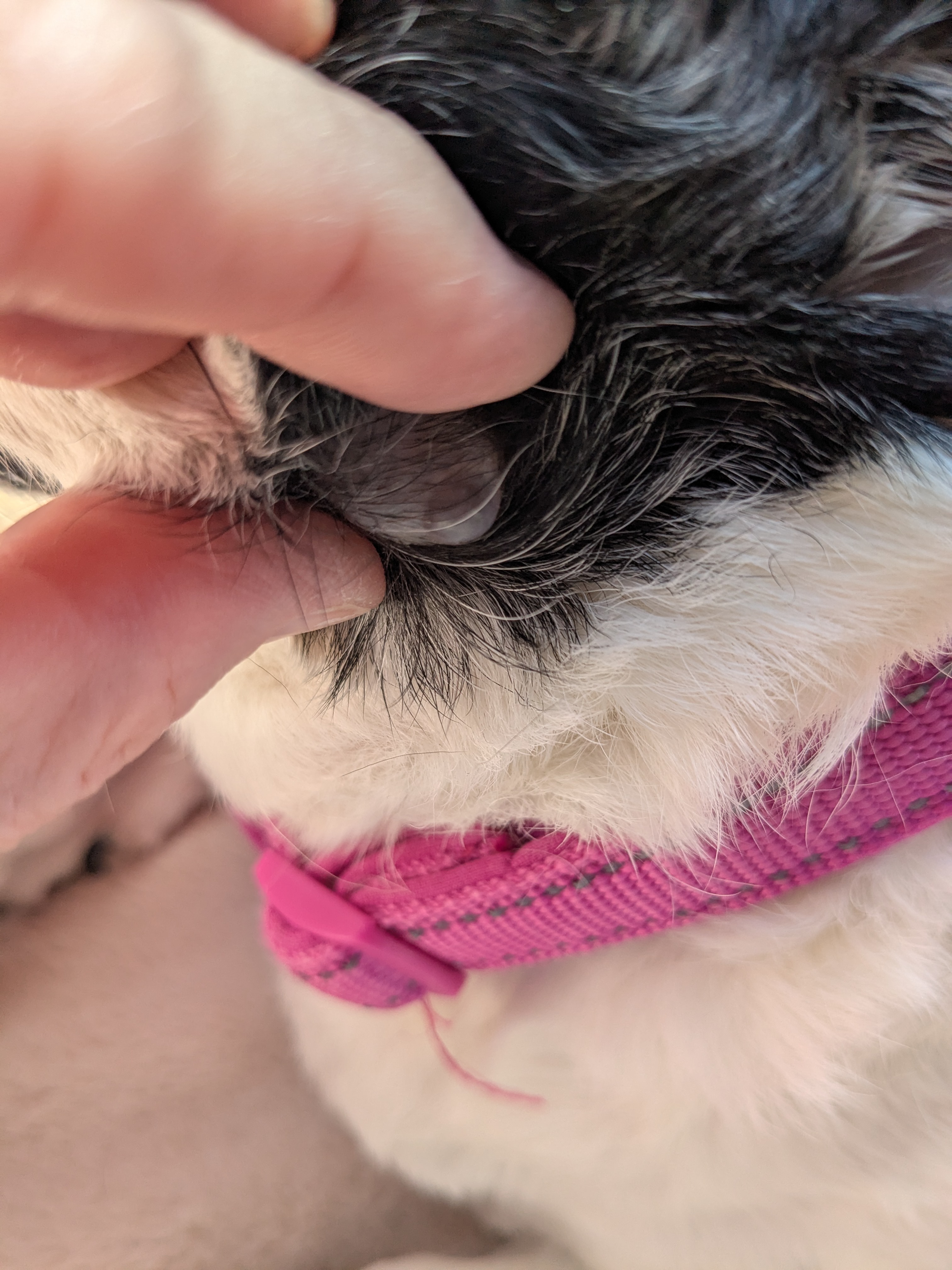 My ESA Karma needs urgent dental surgery campaign photo, 2 of 8