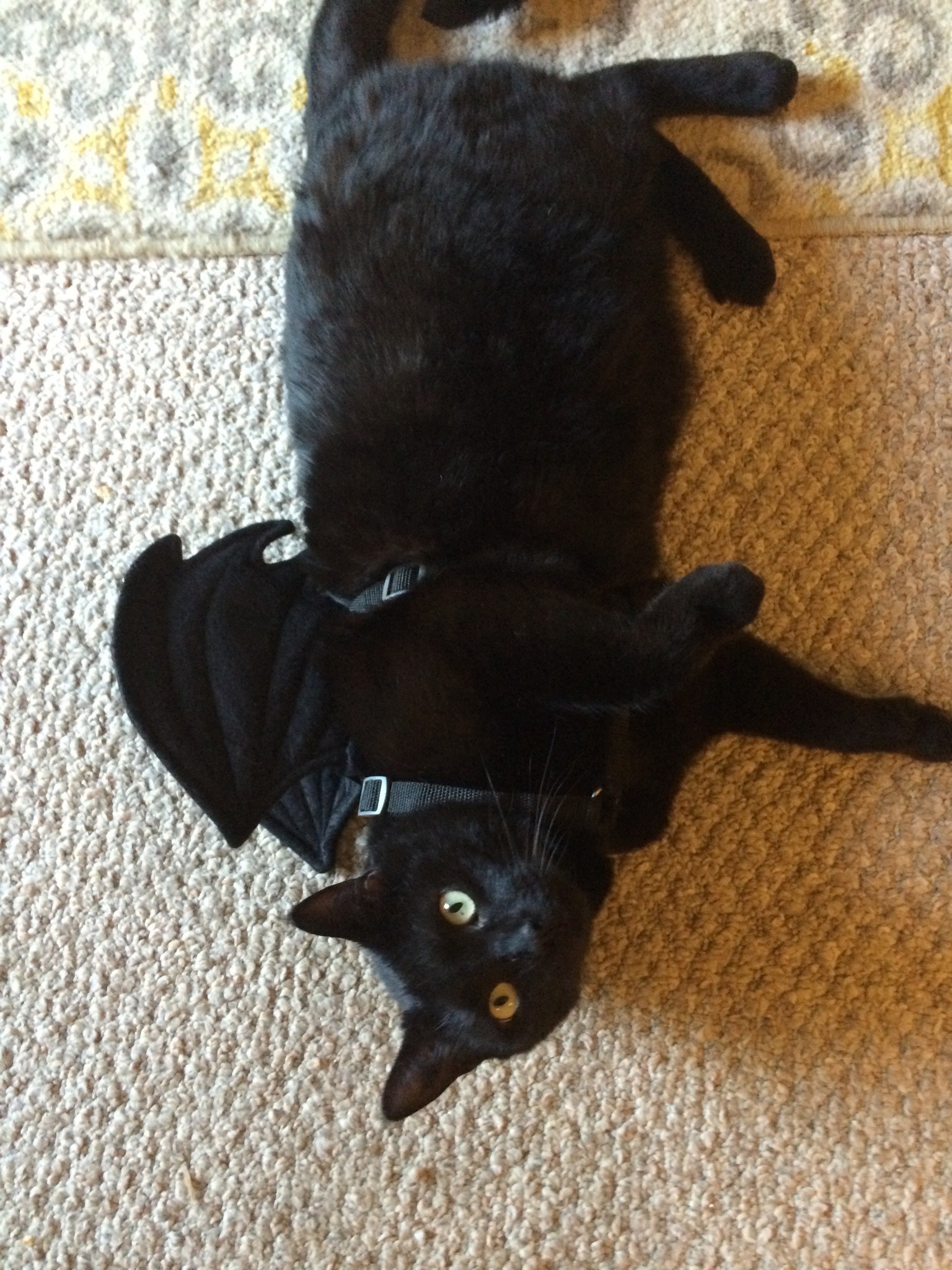 Link’s Vet Bills campaign photo, 5 of 8