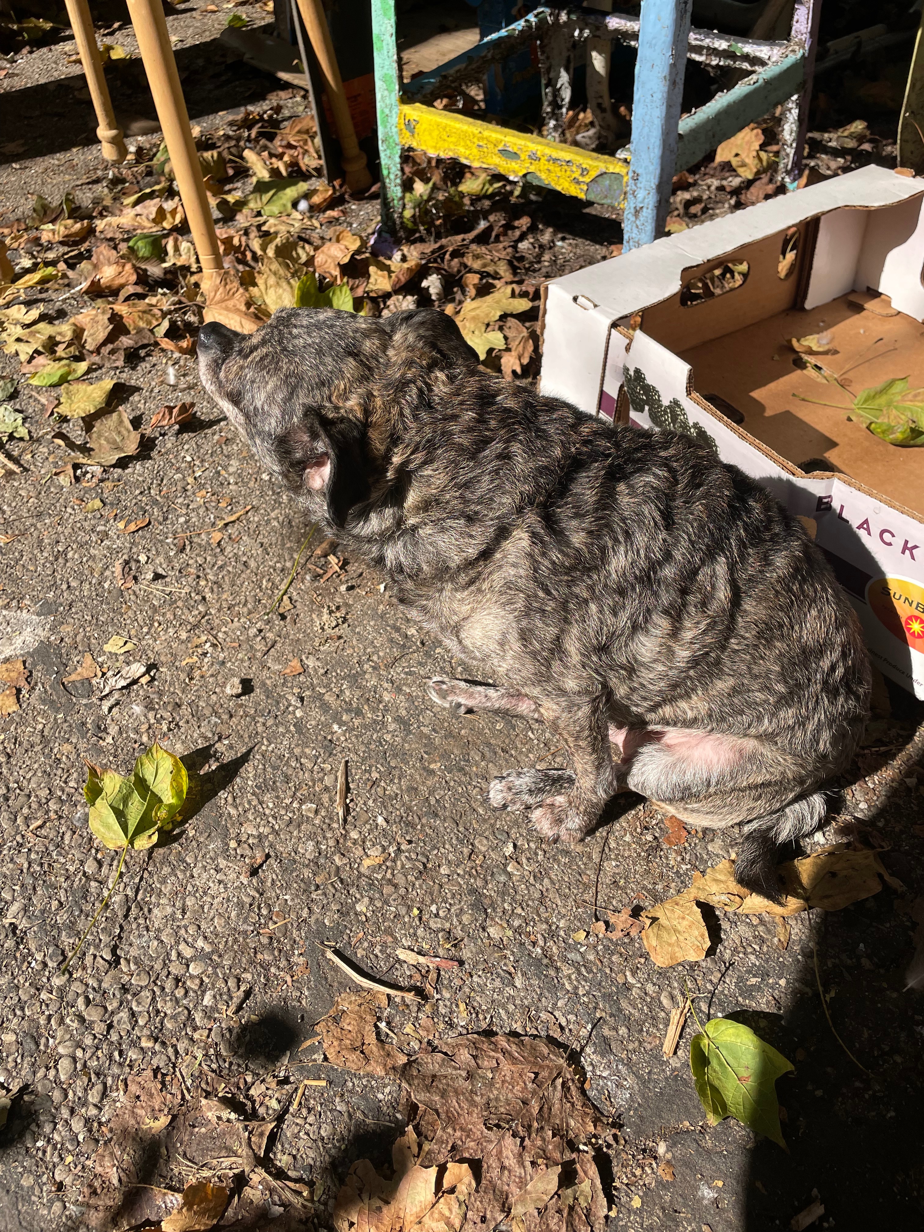 After DV forced M to be rehomed let's get her healthy! campaign photo, 4 of 5