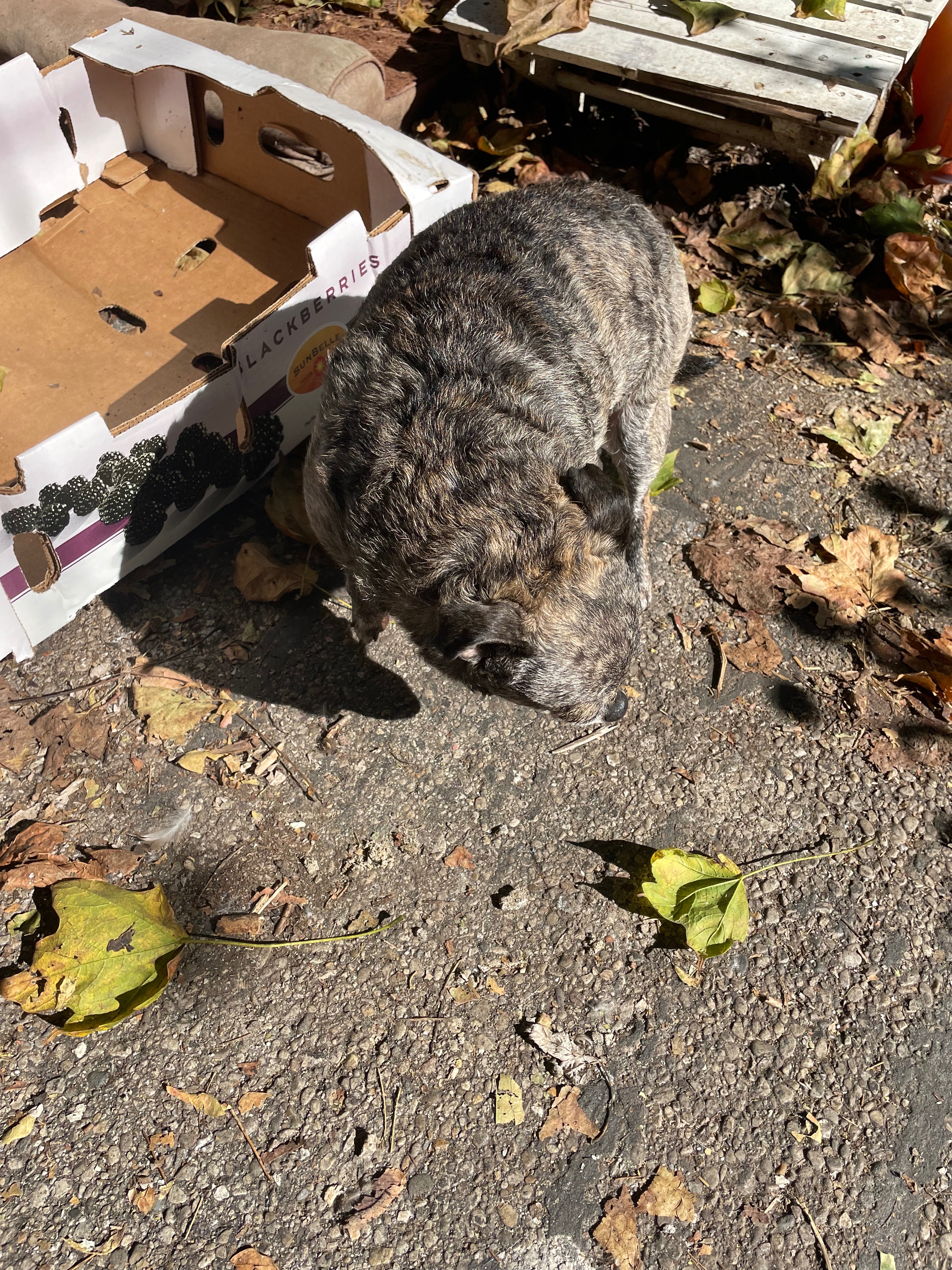 After DV forced M to be rehomed let's get her healthy! campaign photo, 2 of 5
