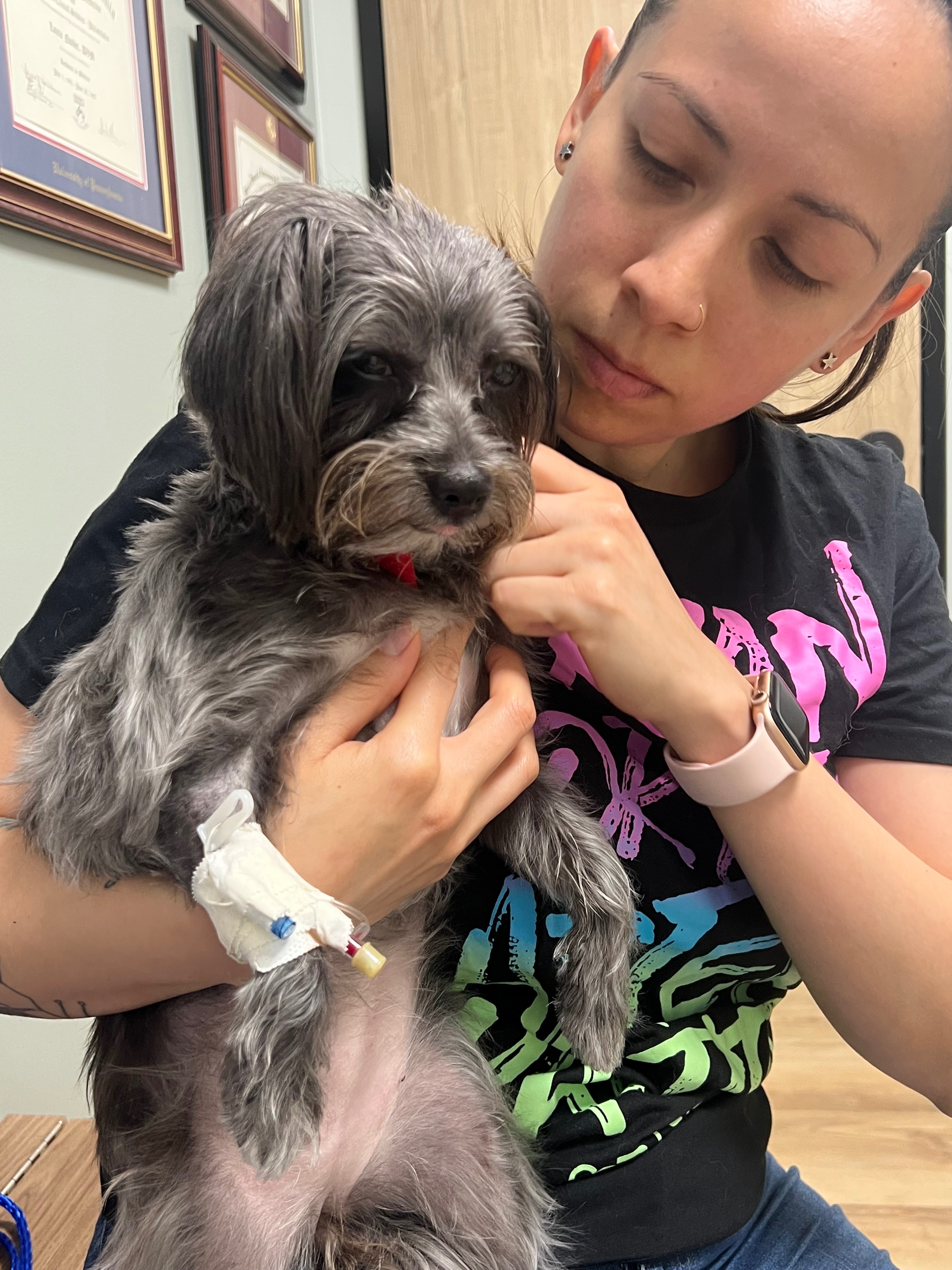 Help Save Mini, She Needs a Plasma Transfusion campaign photo, 2 of 8