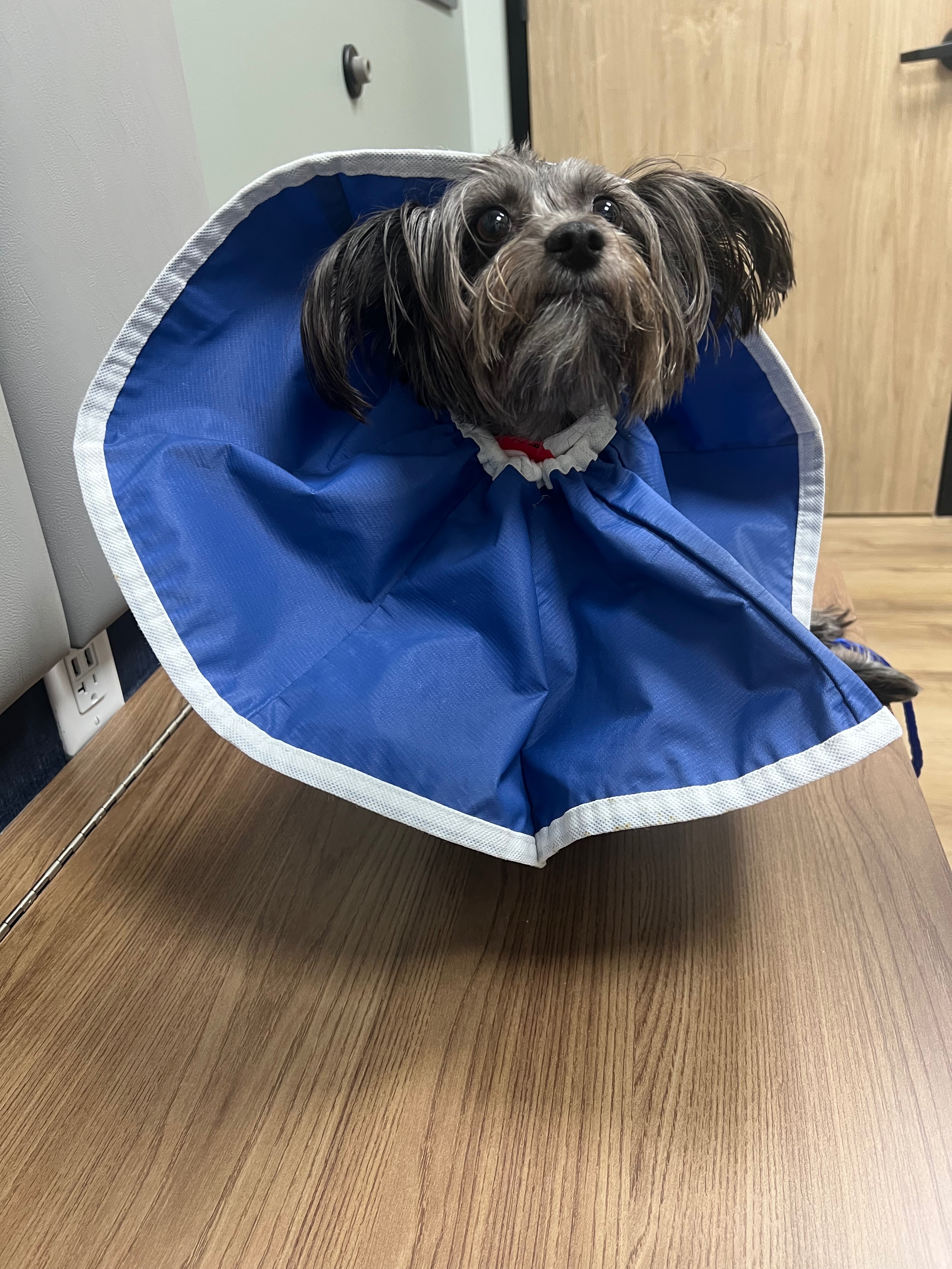 Help Save Mini, She Needs a Plasma Transfusion campaign photo, 4 of 8