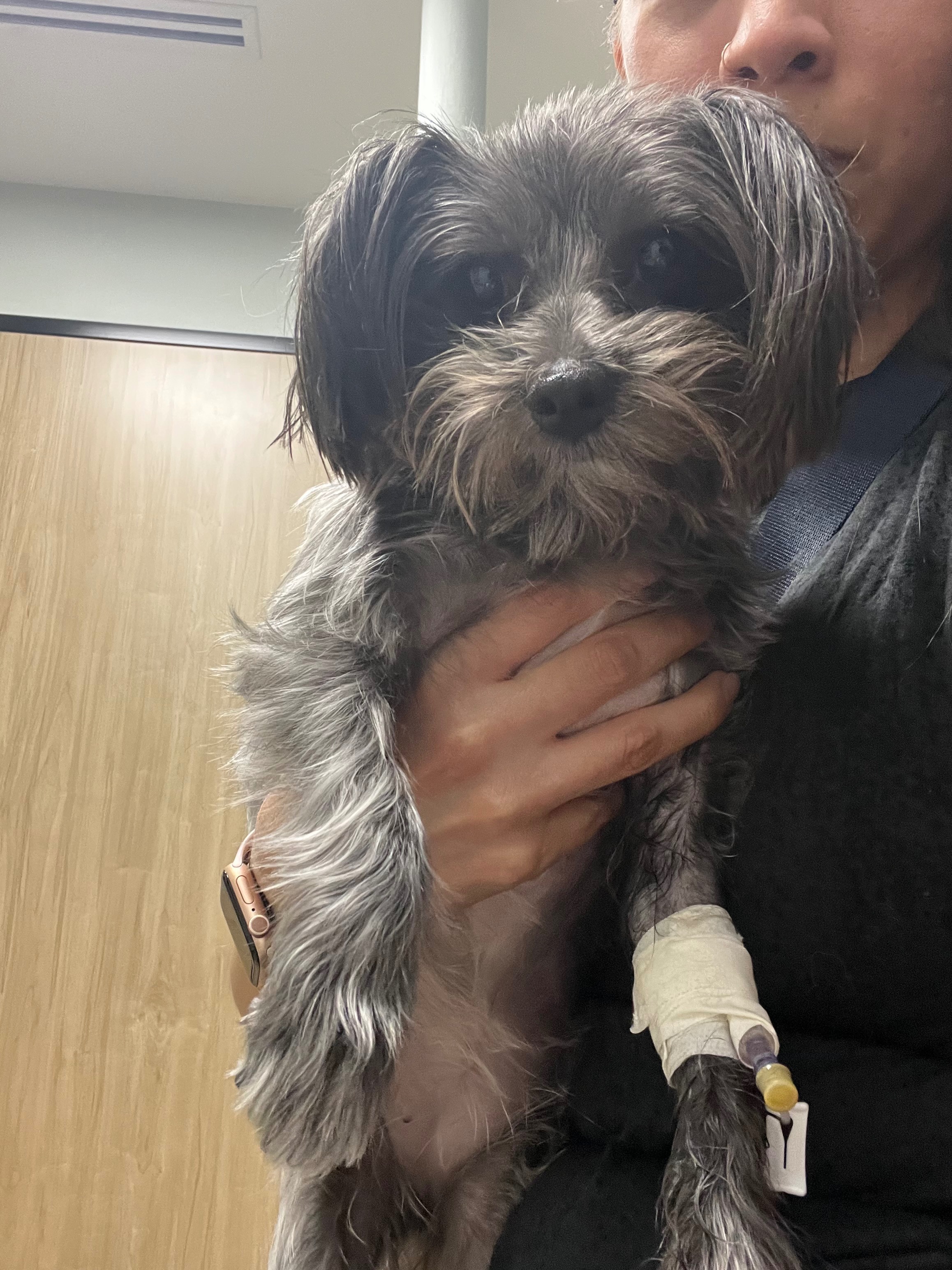 Help Save Mini, She Needs a Plasma Transfusion campaign photo, 7 of 8