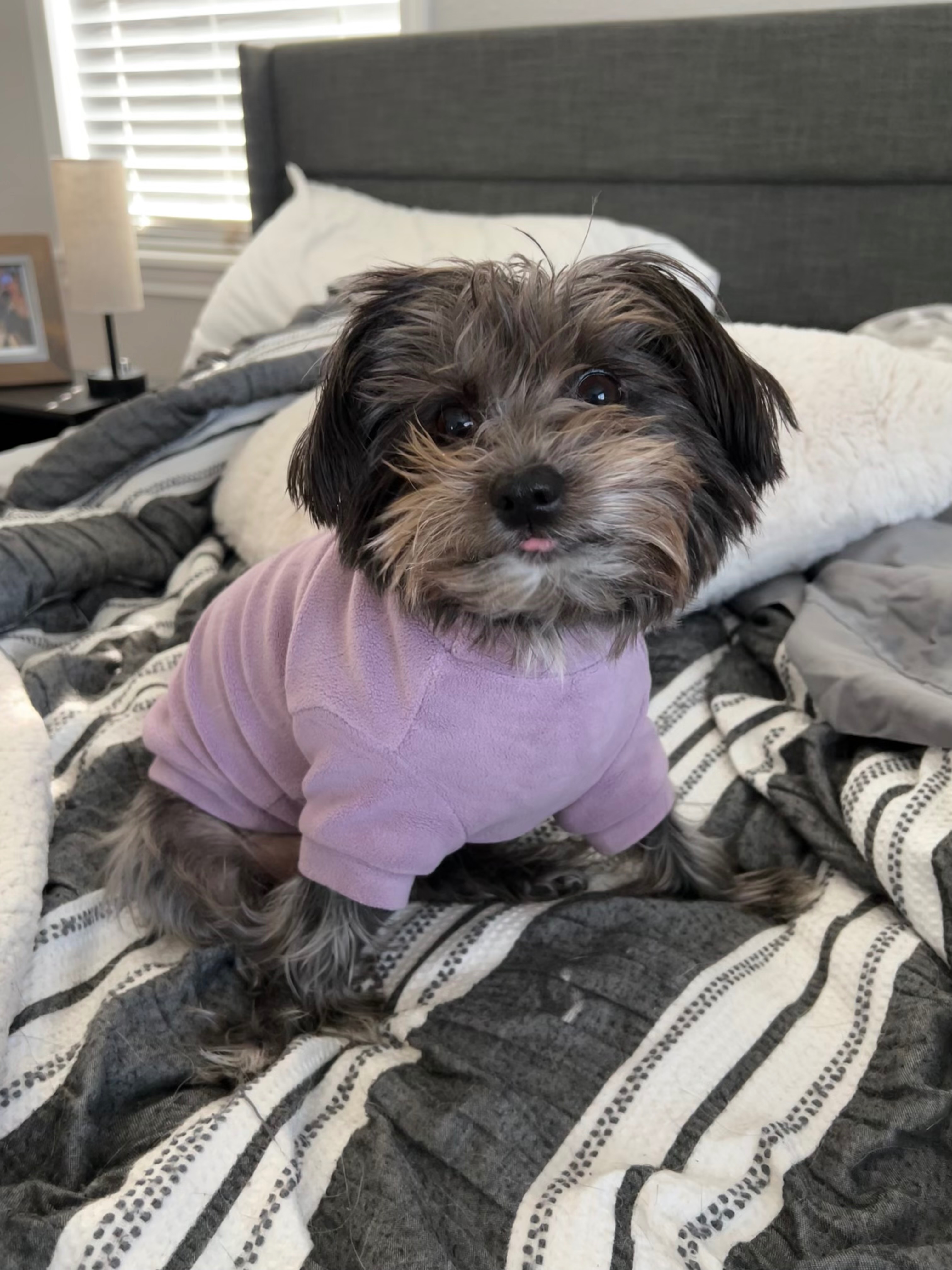 Help Save Mini, She Needs a Plasma Transfusion campaign photo, 5 of 8