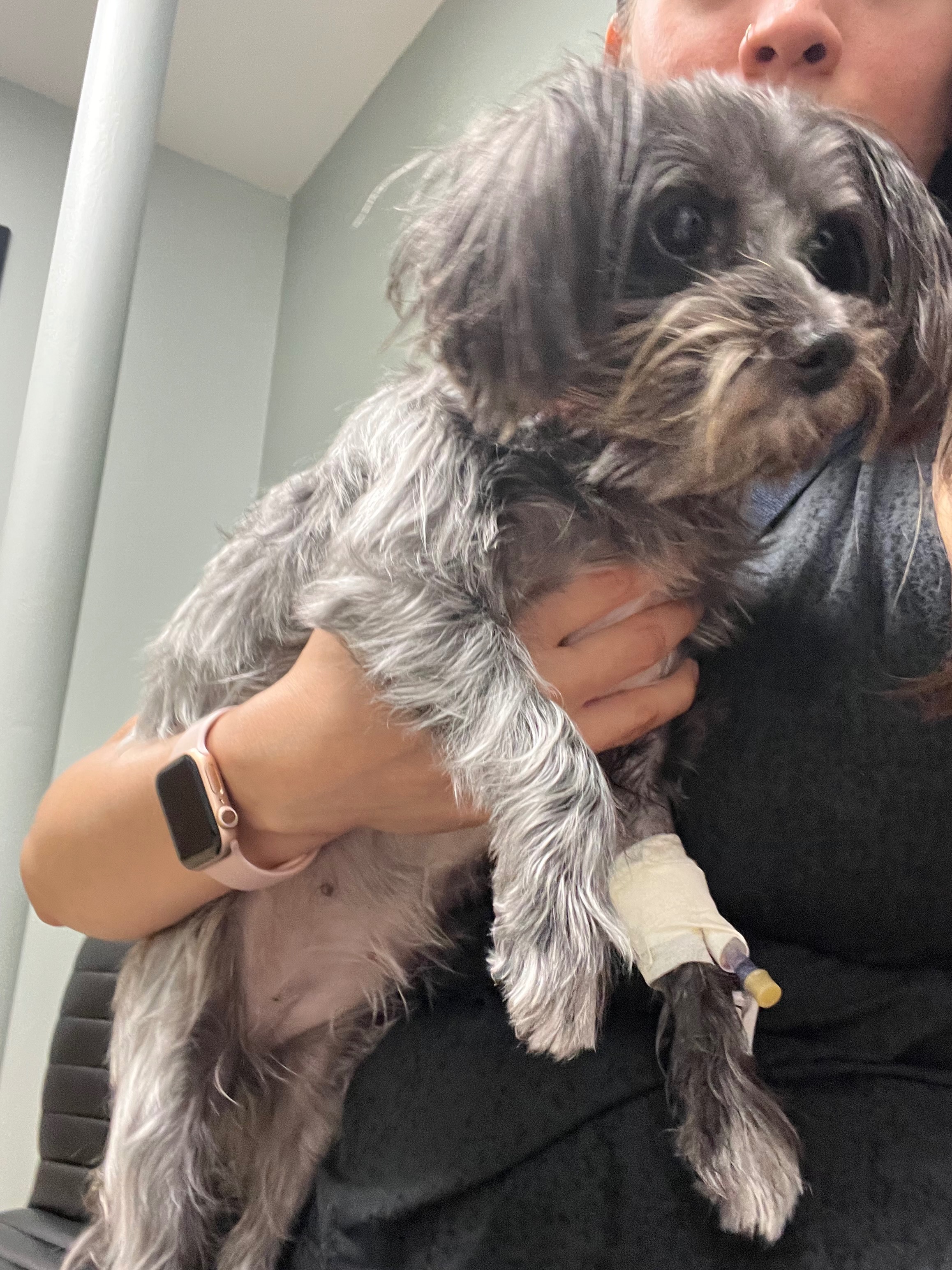 Help Save Mini, She Needs a Plasma Transfusion campaign photo, 6 of 8