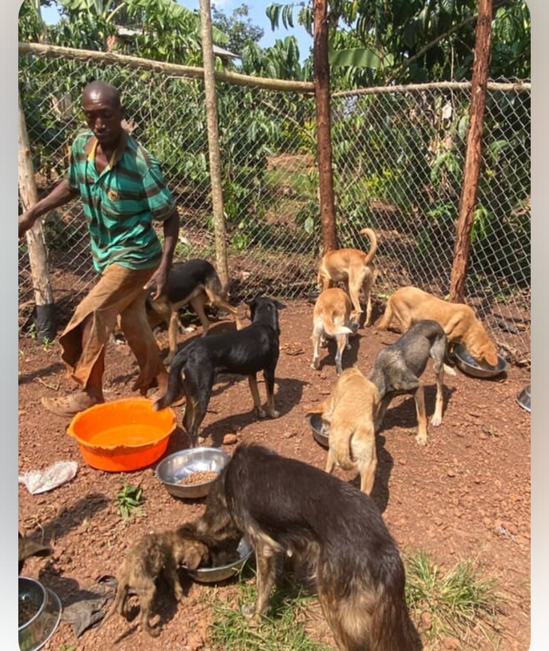 Food and medicine needed! Kindly help us care for our dogs campaign photo, 7 of 8