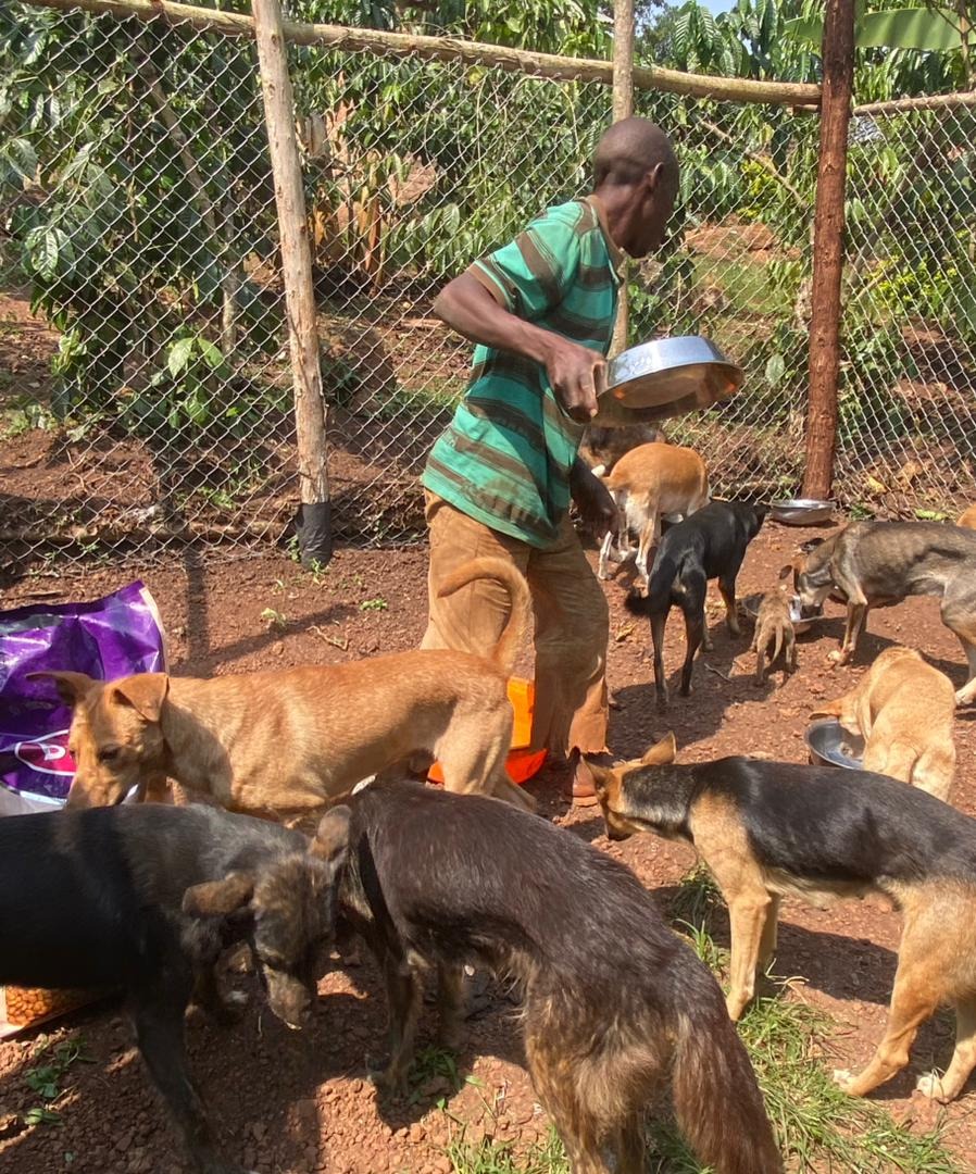 Food and medicine needed! Kindly help us care for our dogs campaign photo, 2 of 8