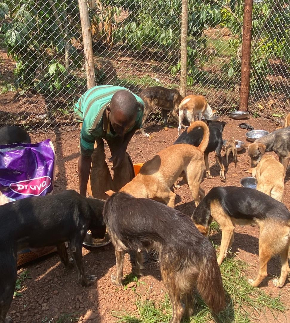 Food and medicine needed! Kindly help us care for our dogs campaign photo, 4 of 8