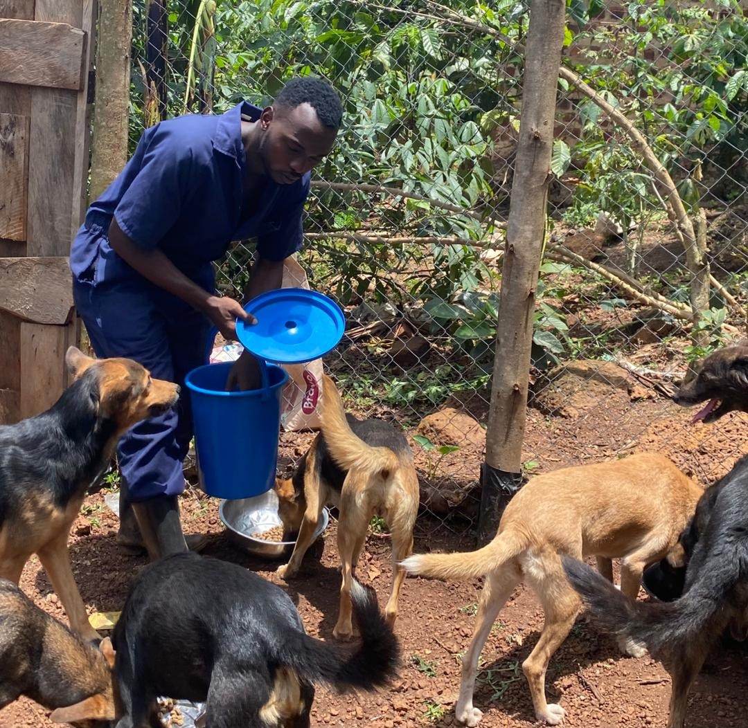 Food and medicine needed! Kindly help us care for our dogs campaign photo, 5 of 8