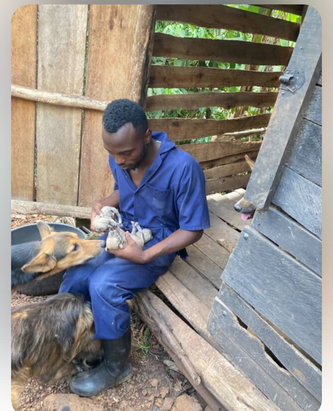 Food and medicine needed! Kindly help us care for our dogs campaign photo, 6 of 8