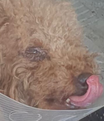 Otis and mum cover Surgery Costs after Vicious Dog Attack campaign photo, 7 of 8