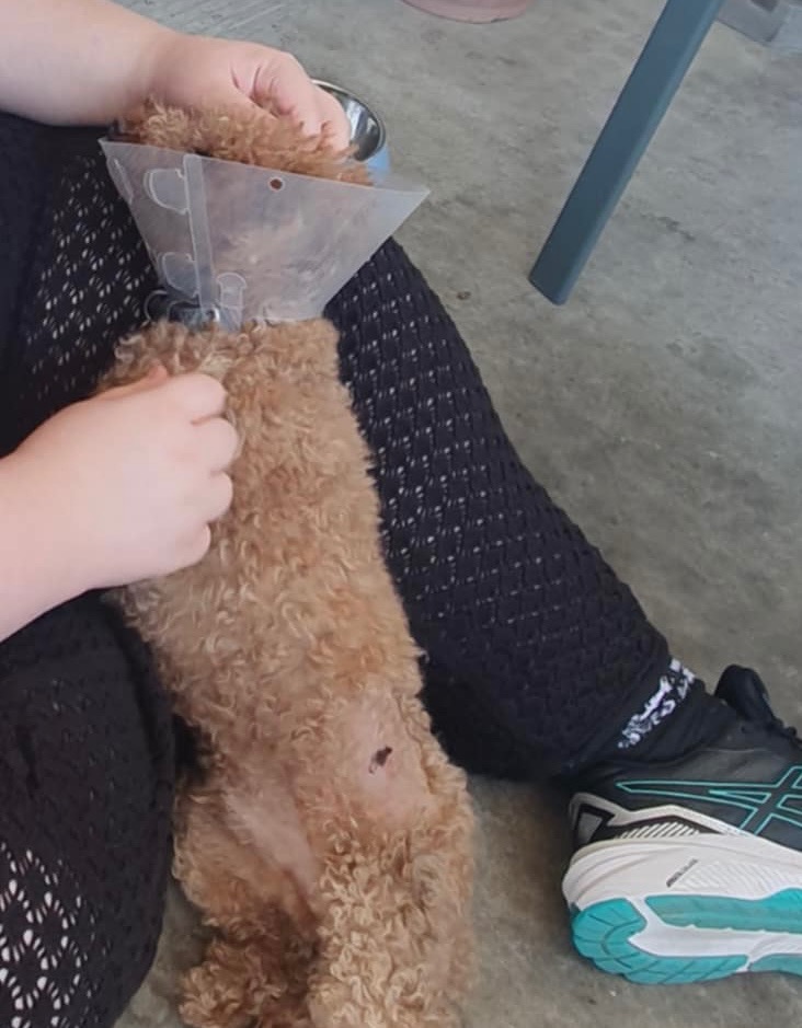Otis and mum cover Surgery Costs after Vicious Dog Attack campaign photo, 2 of 8