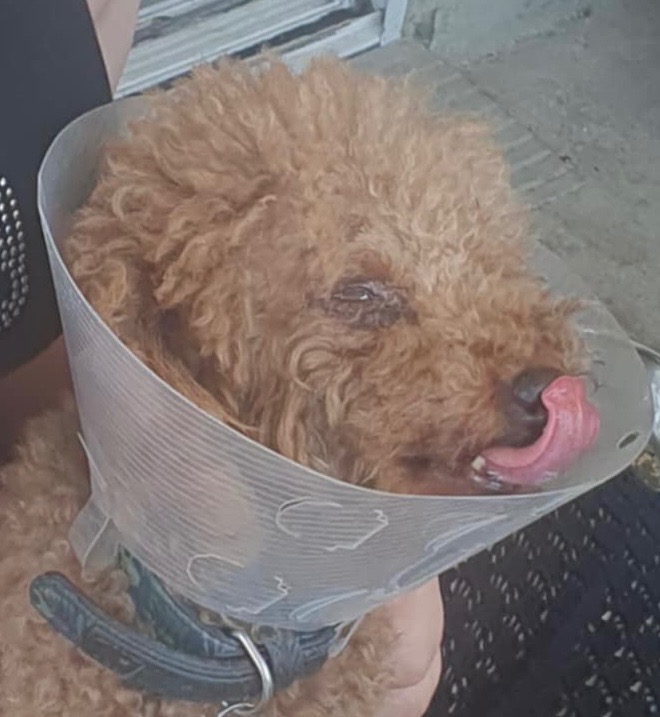 Otis and mum cover Surgery Costs after Vicious Dog Attack campaign photo, 4 of 8