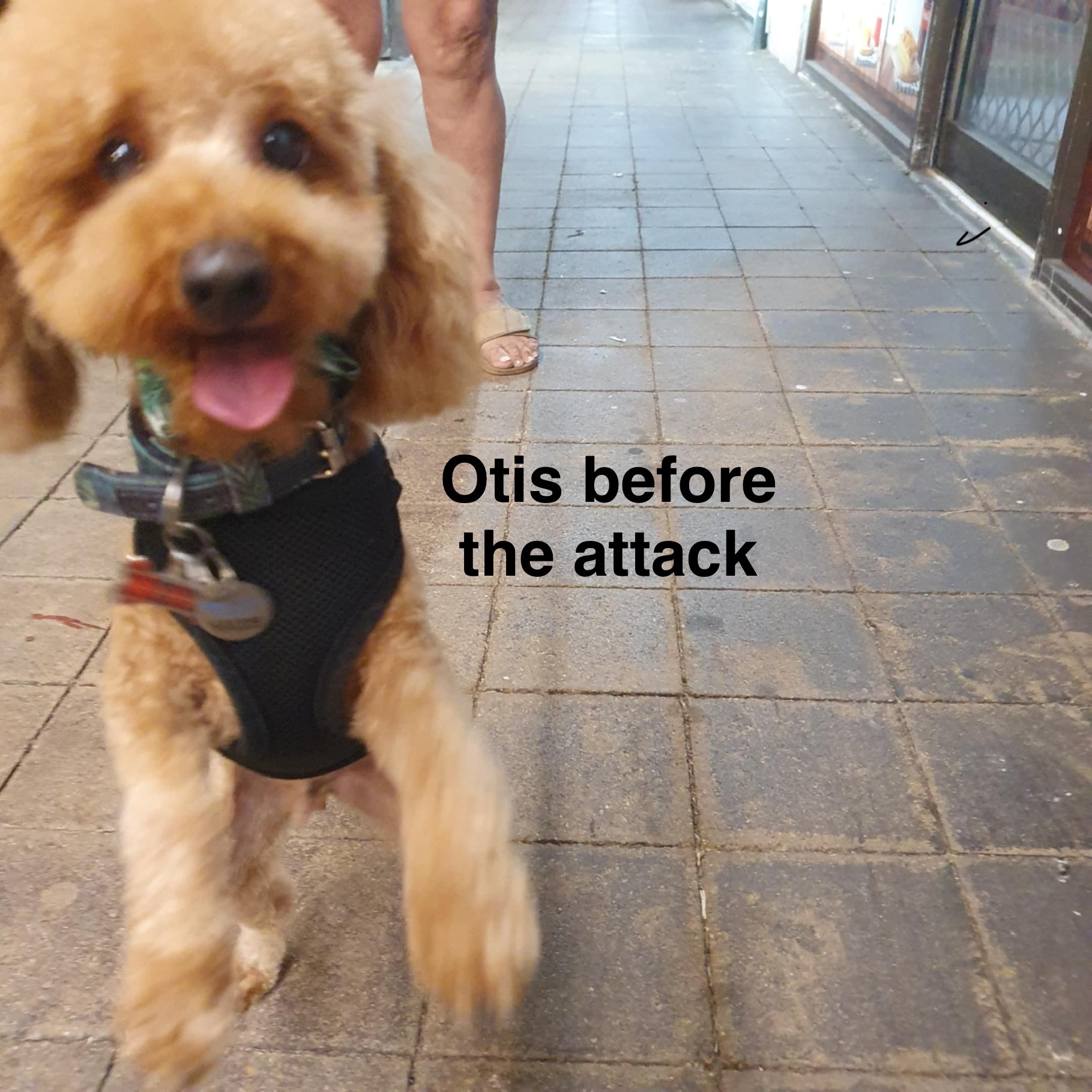 Otis and mum cover Surgery Costs after Vicious Dog Attack campaign photo, 5 of 8