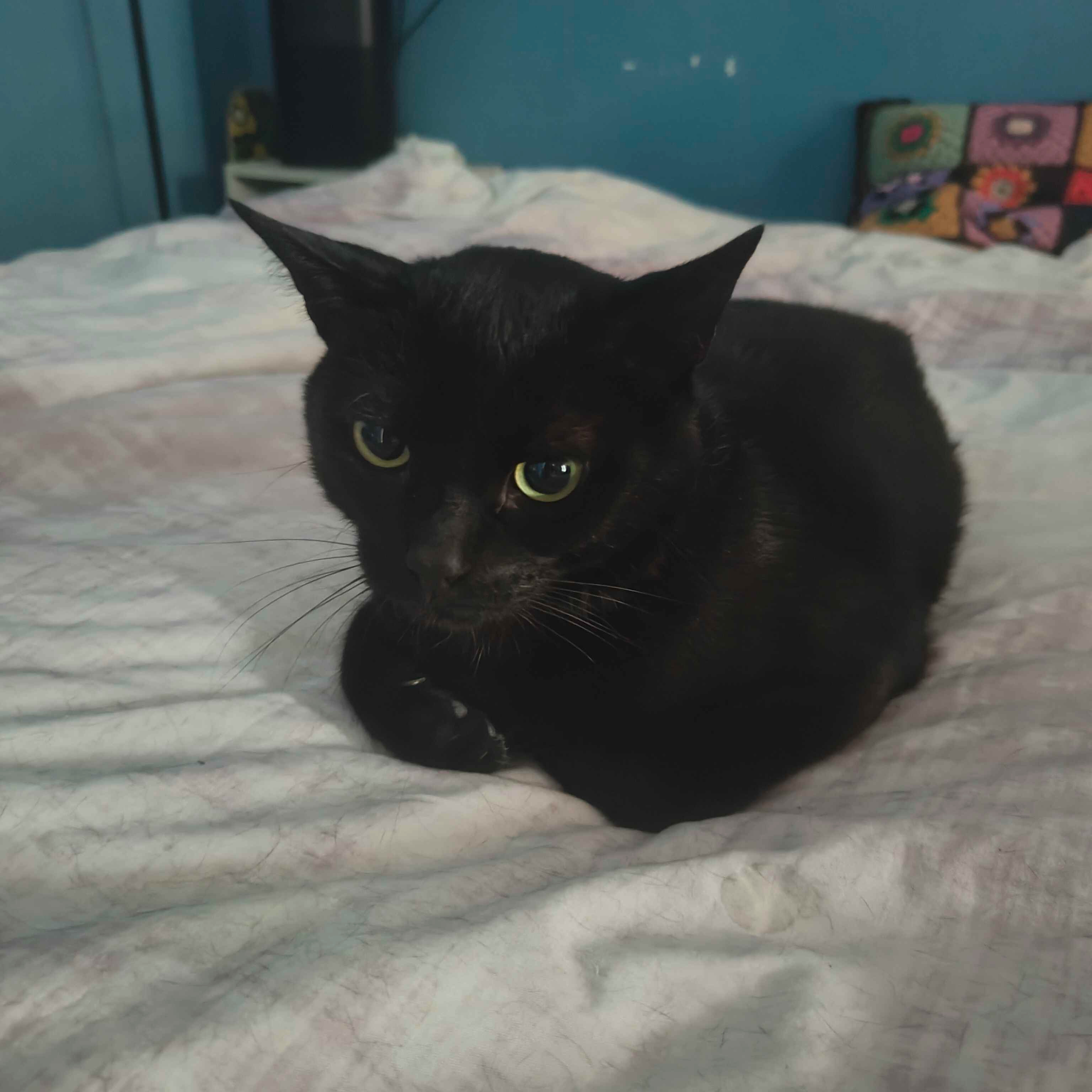 My cat Soup needs medical care campaign photo, 2 of 3