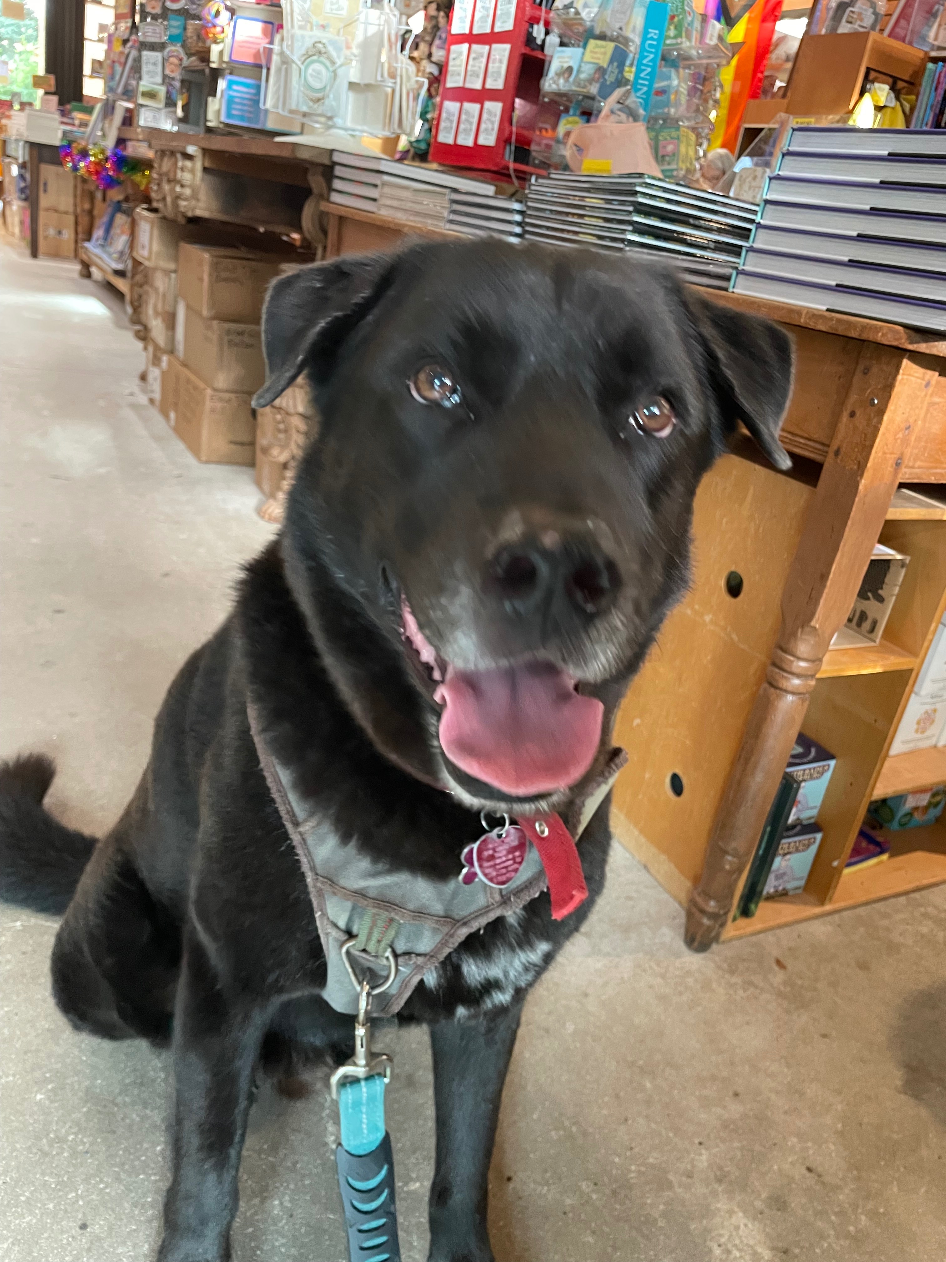 Give Oso the Care He Deserves campaign photo, 5 of 7