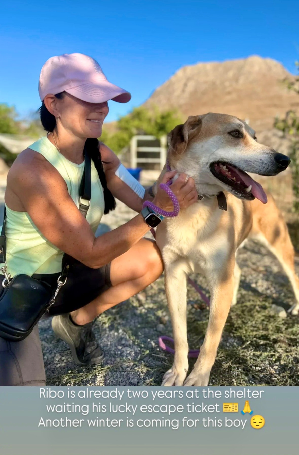 Help us repair the road to the Lemnos Dog Shelter campaign photo, 6 of 7