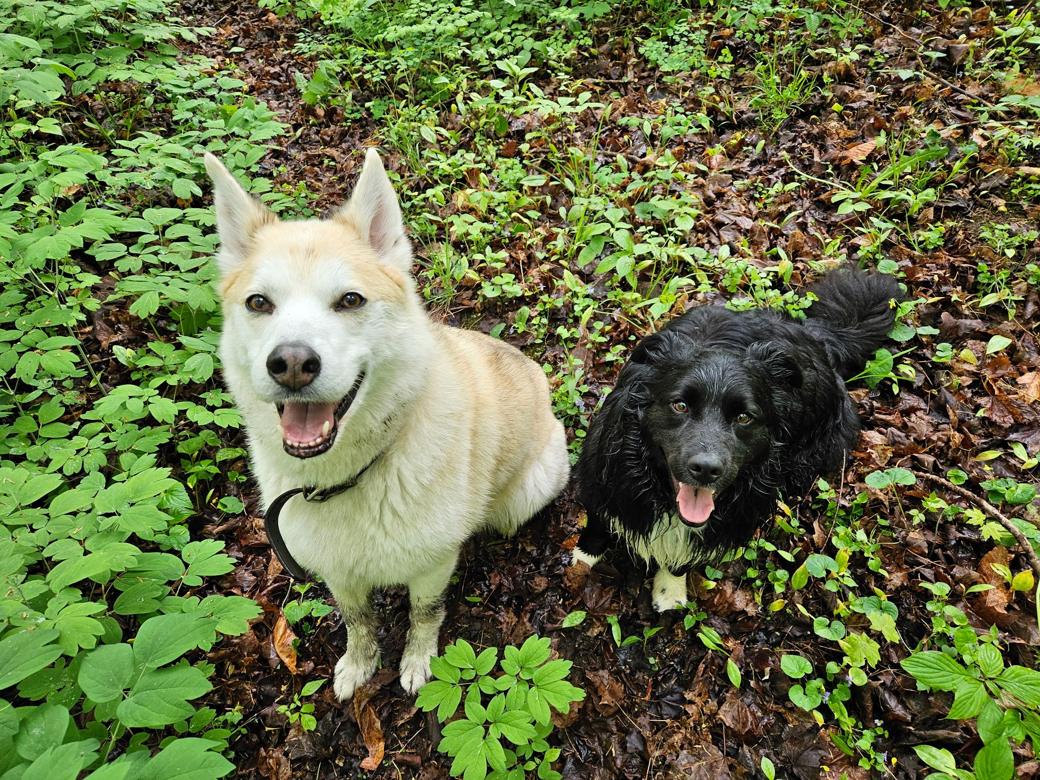 Help me save my furbaby Wyatt campaign photo, 6 of 7