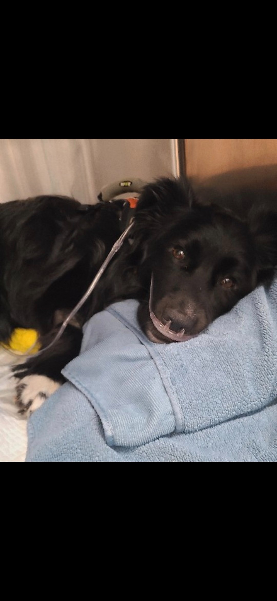 Help me save my furbaby Wyatt campaign photo, 2 of 7