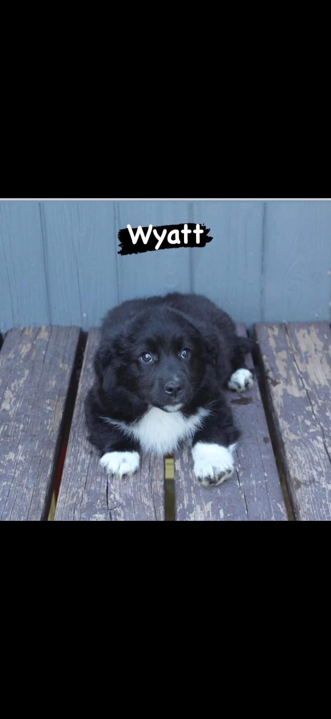Help me save my furbaby Wyatt campaign photo, 4 of 7