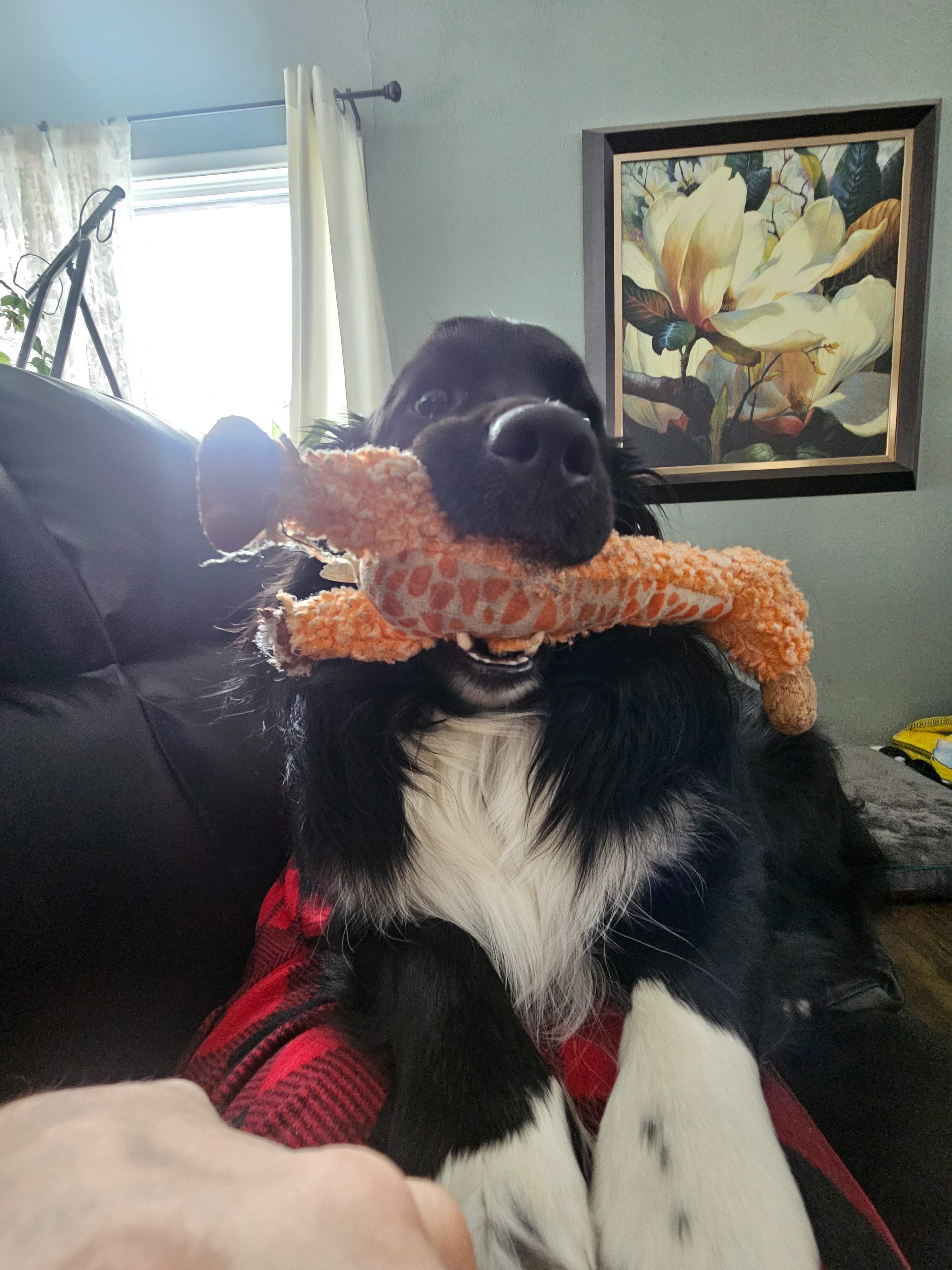Help me save my furbaby Wyatt campaign photo, 5 of 7