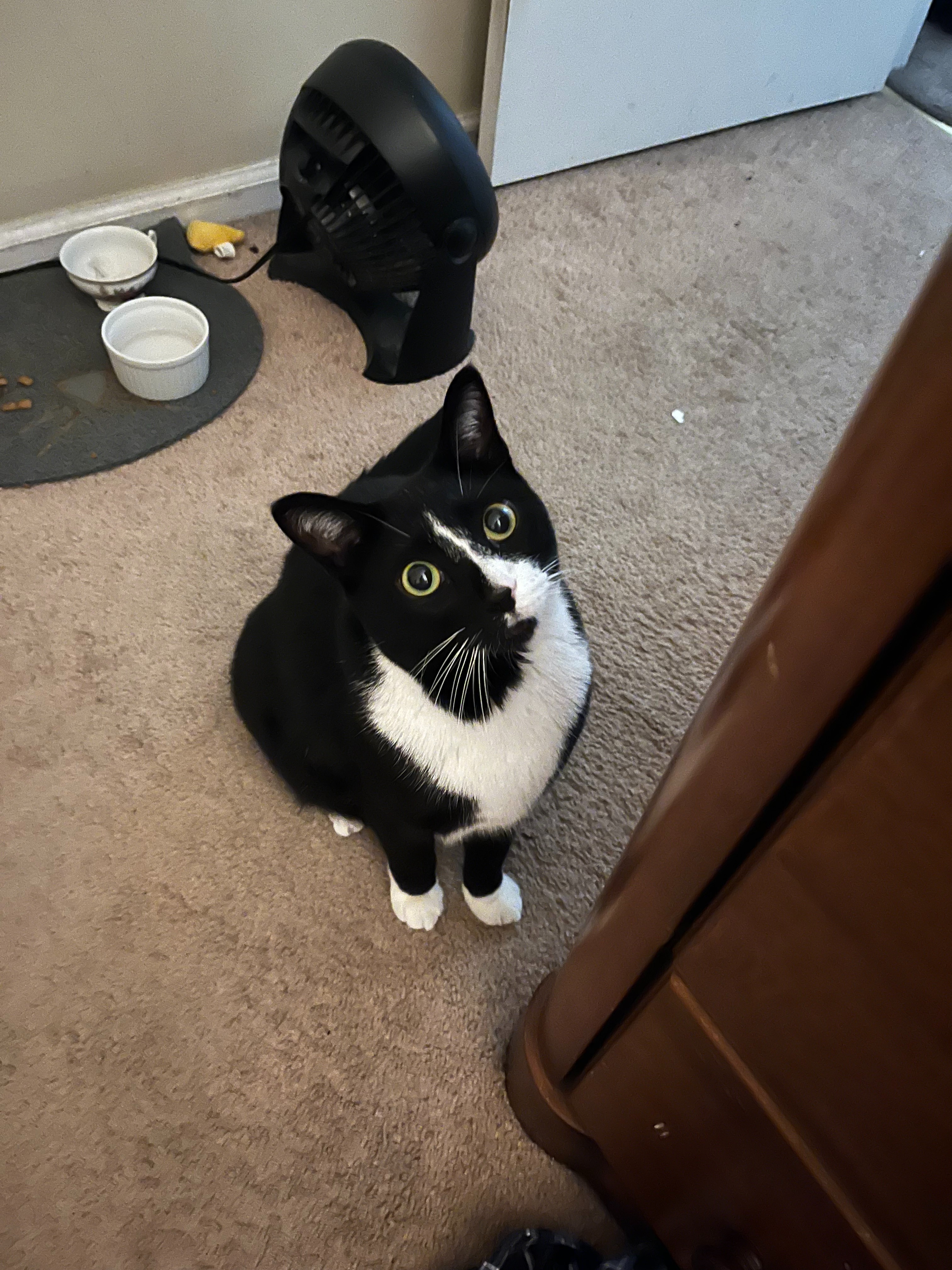 Fundraiser by Matt Ziminsky : He's More Than a Pet - He's Family