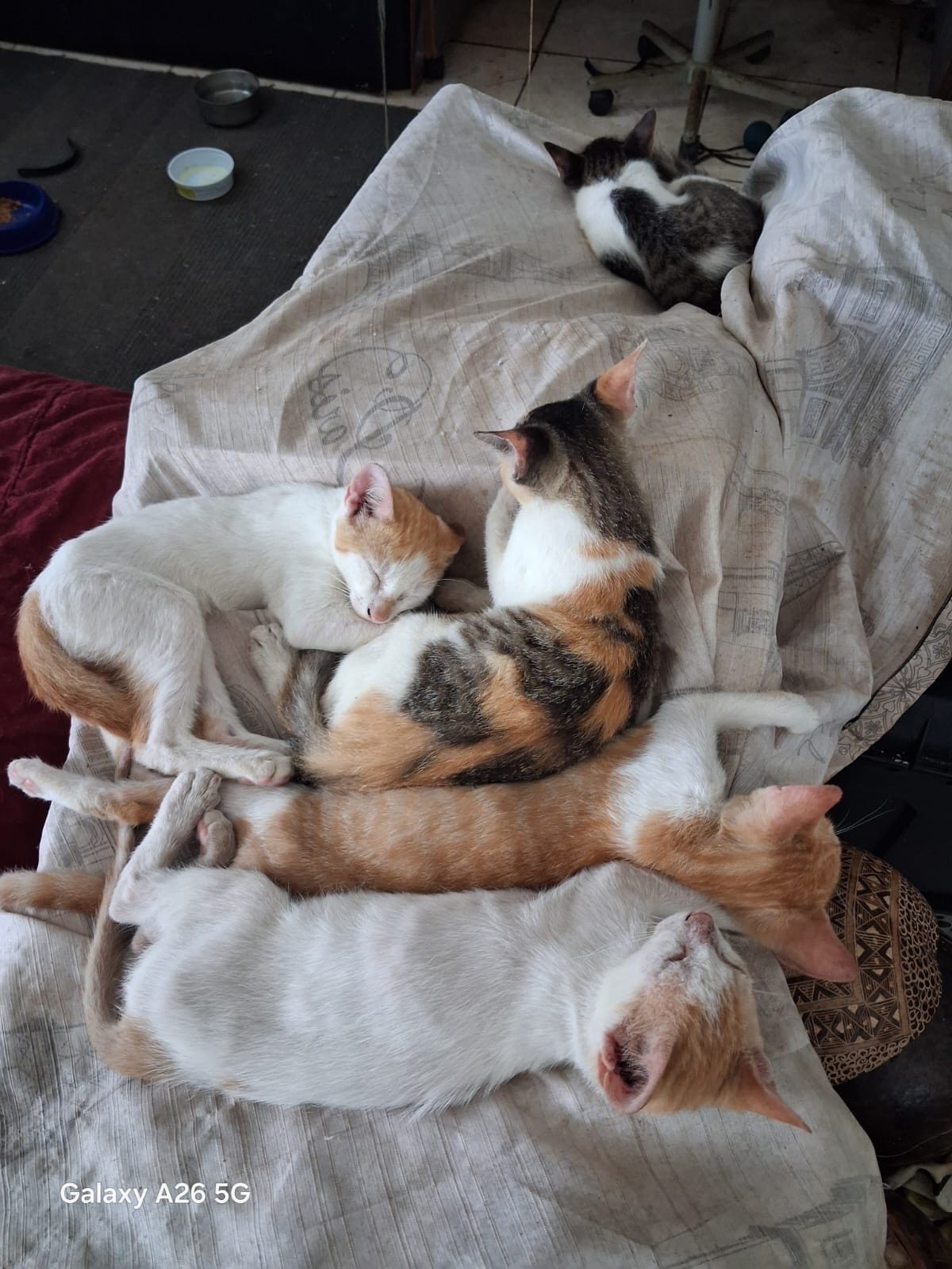 They Saved Me Too: Help a Veteran Care for His Cats campaign photo, 7 of 8