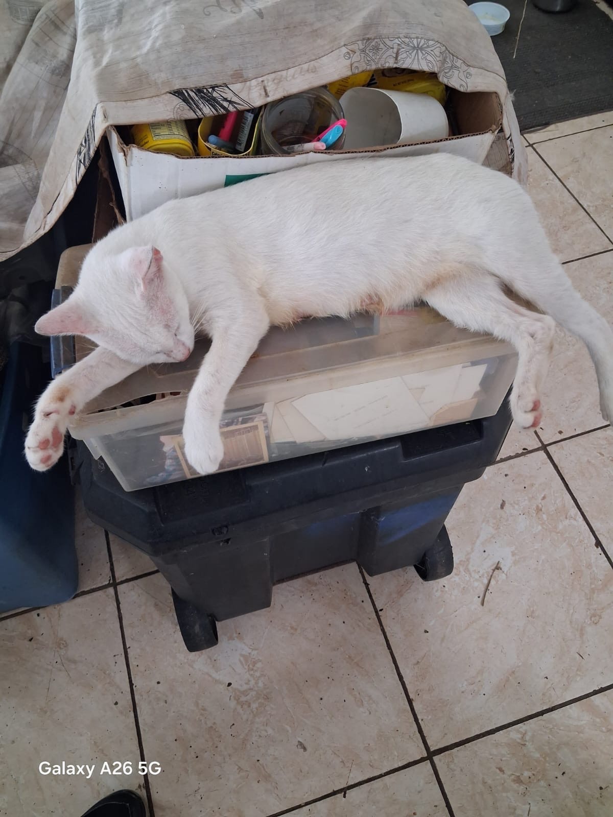 They Saved Me Too: Help a Veteran Care for His Cats campaign photo, 2 of 8