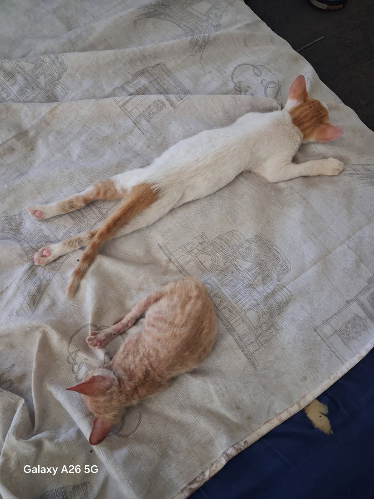 They Saved Me Too: Help a Veteran Care for His Cats campaign photo, 4 of 8