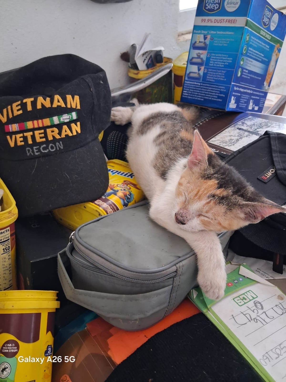 They Saved Me Too: Help a Veteran Care for His Cats campaign photo, 5 of 8