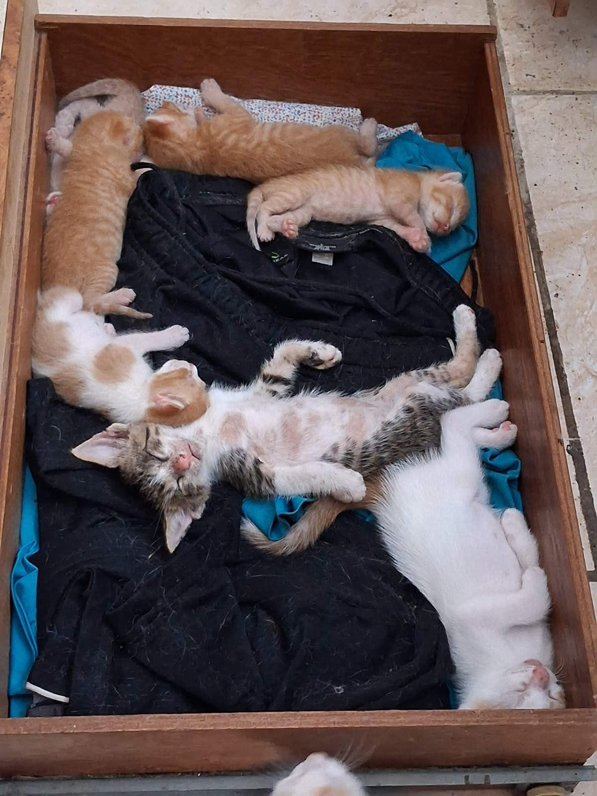 They Saved Me Too: Help a Veteran Care for His Cats campaign photo, 6 of 8