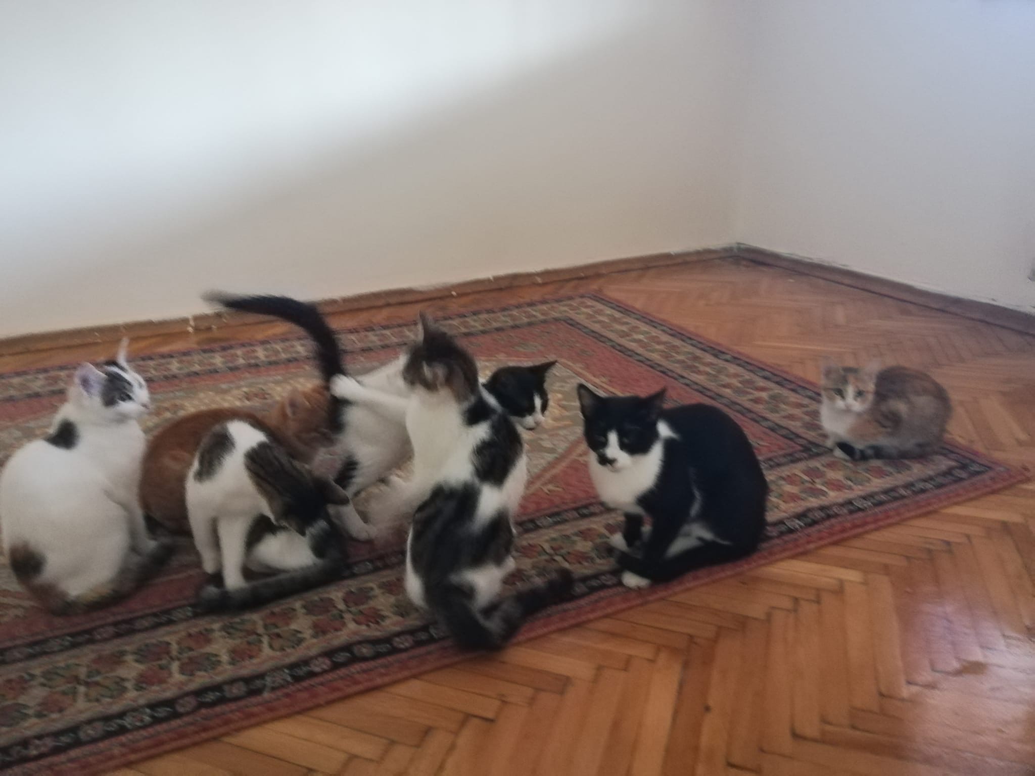Kastrationsaktion - 10 Kitten aus Zonguldak campaign photo, 7 of 8