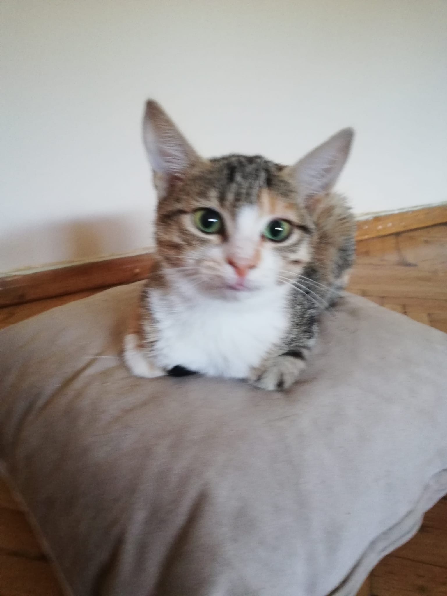 Kastrationsaktion - 10 Kitten aus Zonguldak campaign photo, 4 of 8