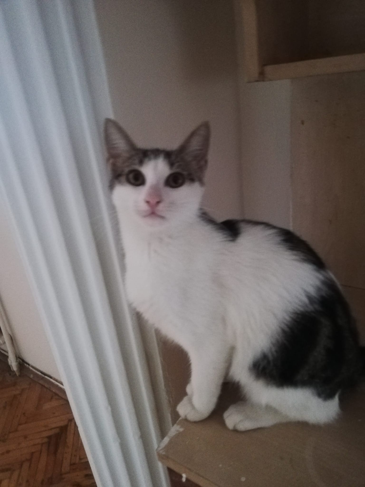 Kastrationsaktion - 10 Kitten aus Zonguldak campaign photo, 2 of 8