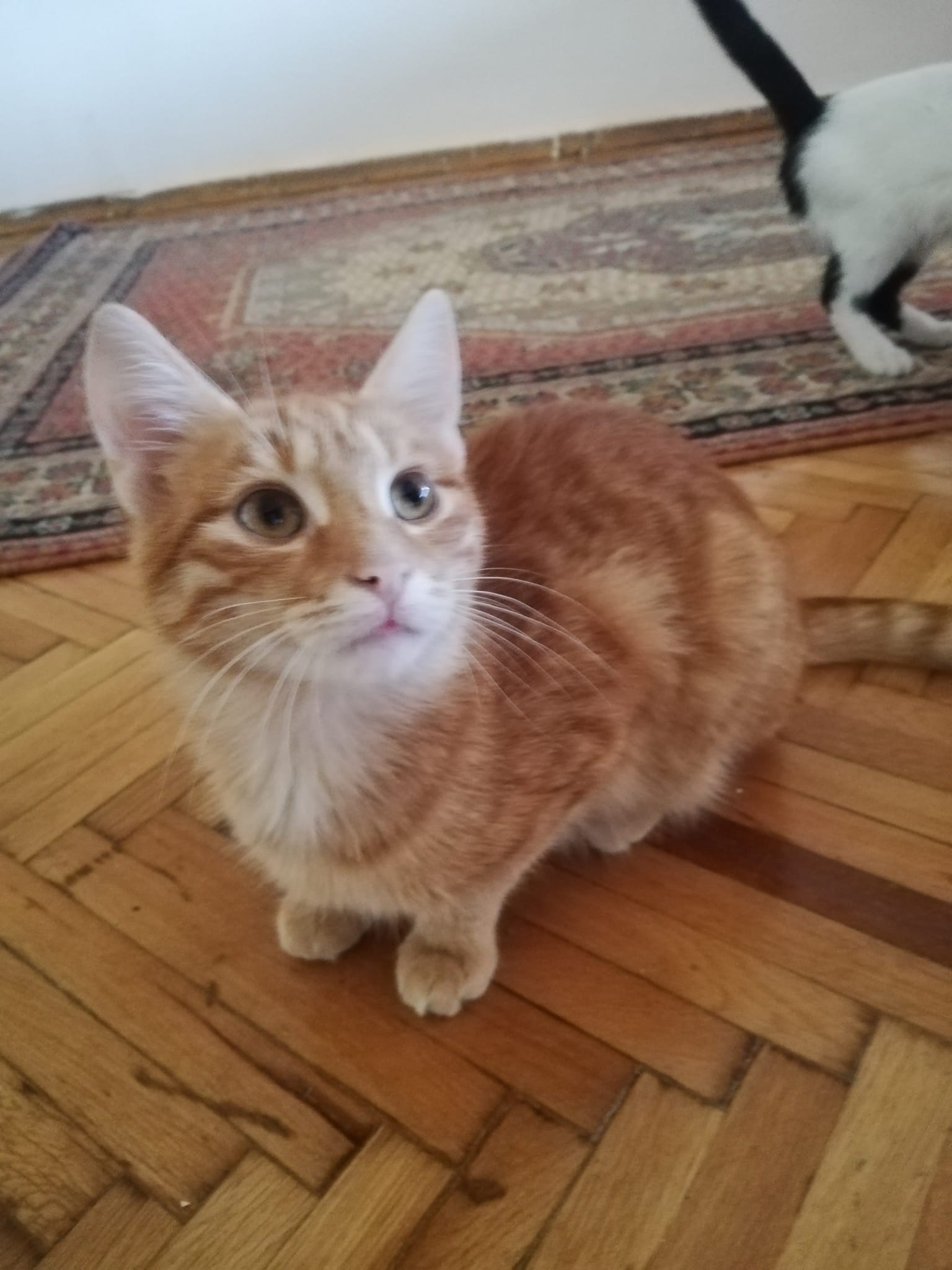 Kastrationsaktion - 10 Kitten aus Zonguldak campaign photo, 6 of 8
