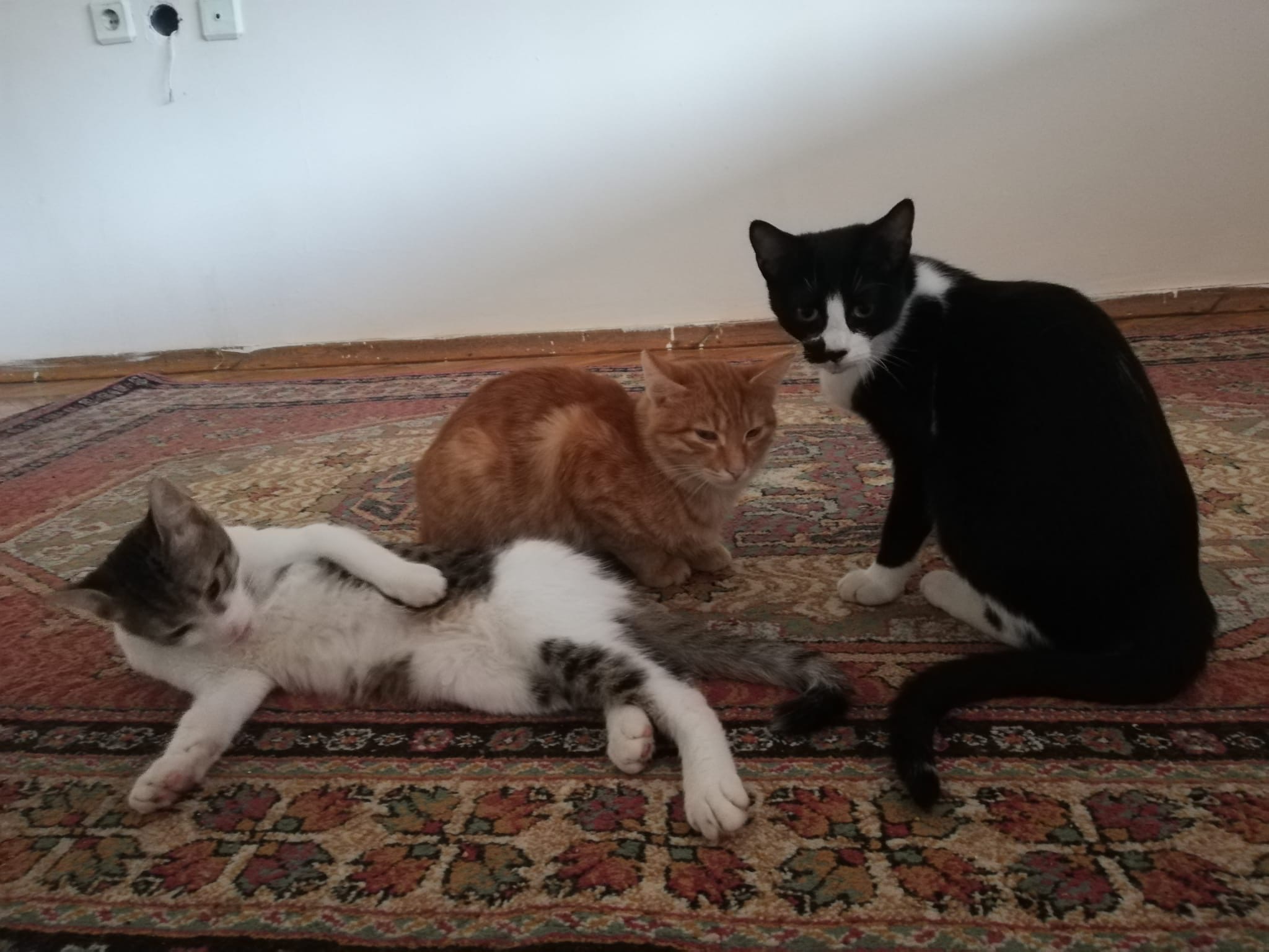 Kastrationsaktion - 10 Kitten aus Zonguldak campaign photo, 5 of 8