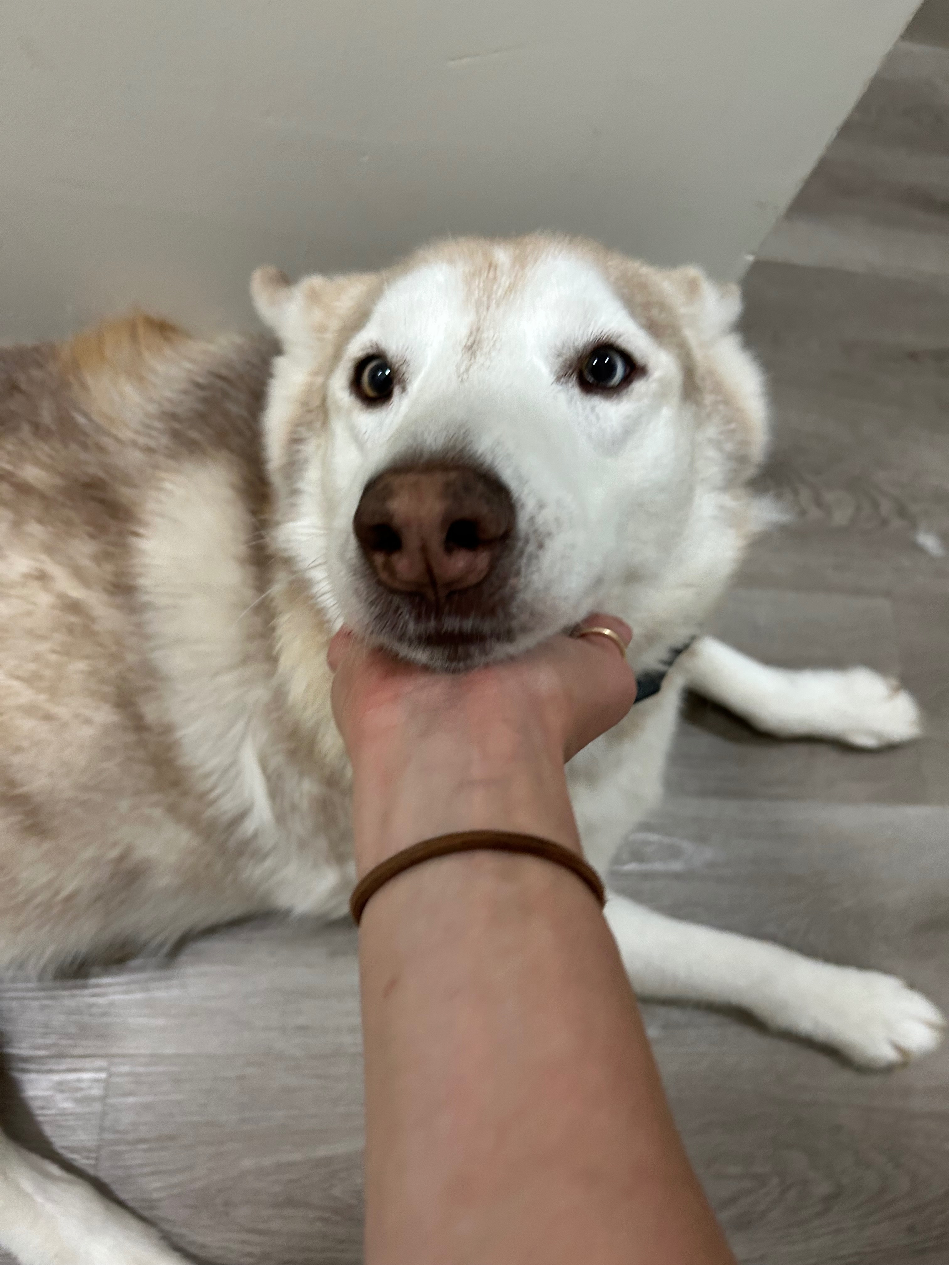 Nikita’s Surgery campaign photo, 2 of 8