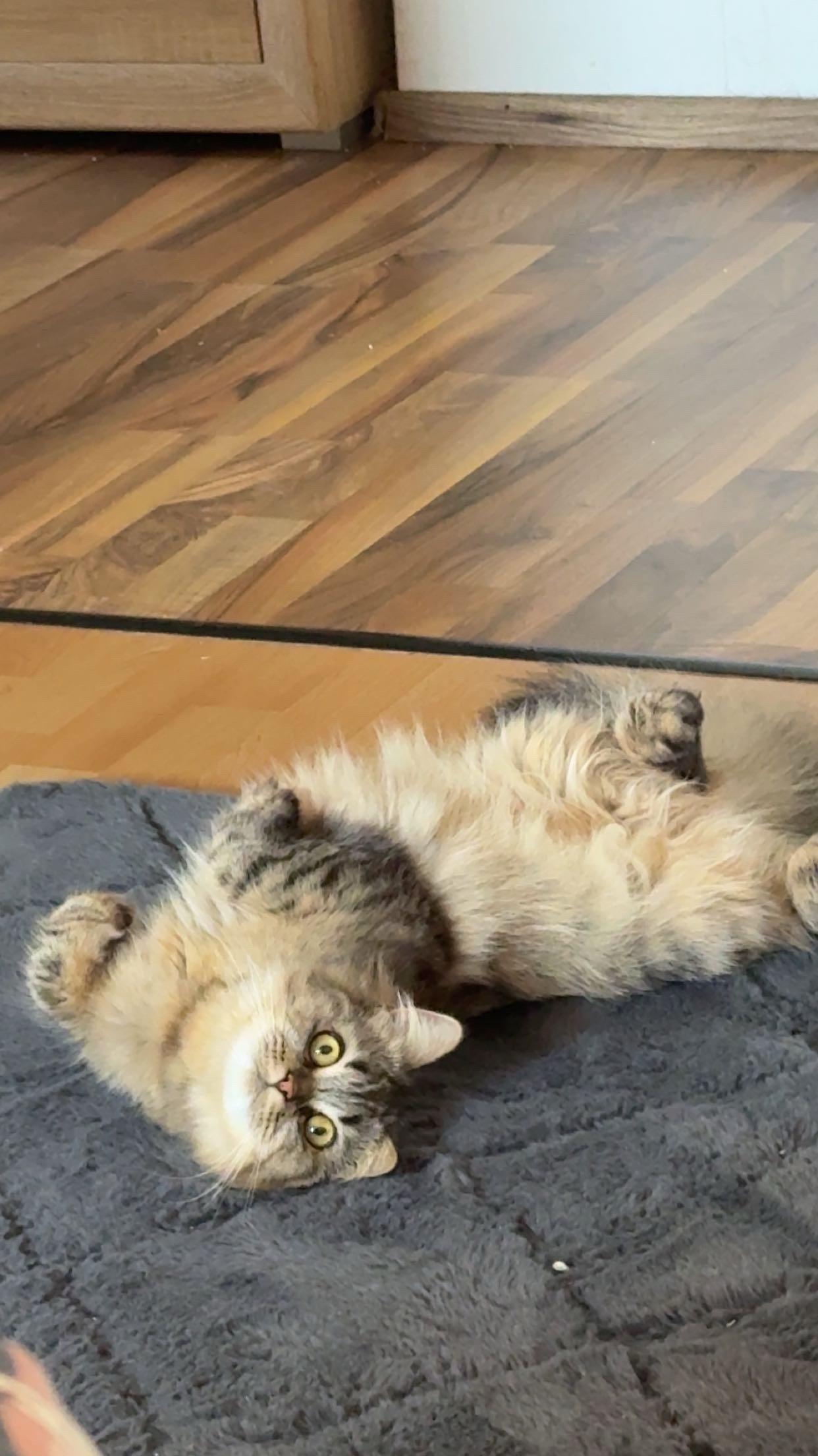 Hilfe für meine Katze Kiwi campaign photo, 5 of 6