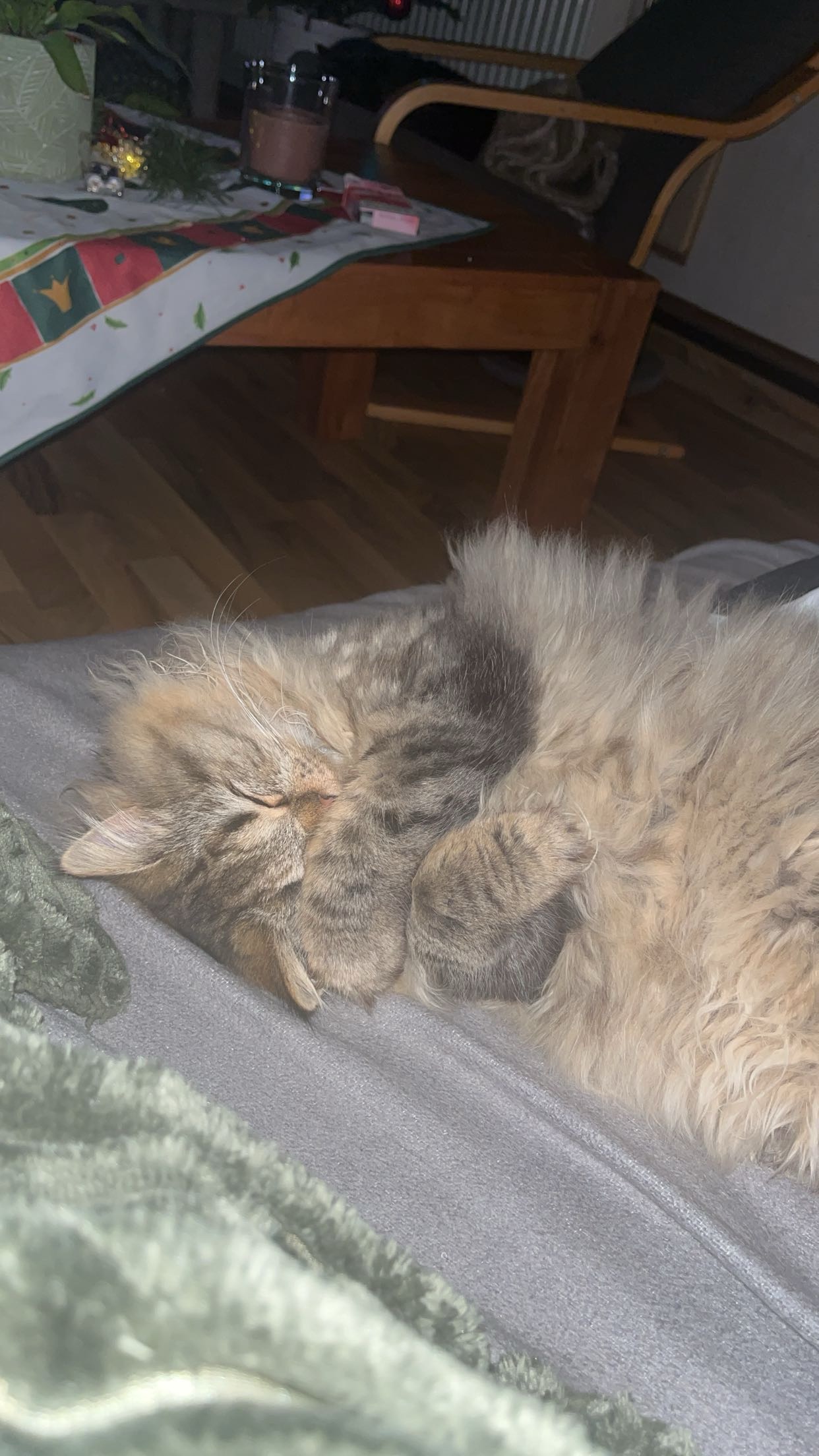 Hilfe für meine Katze Kiwi campaign photo, 4 of 6