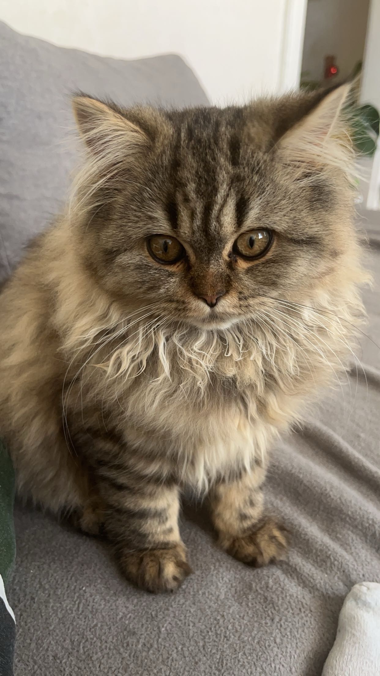 Hilfe für meine Katze Kiwi campaign photo, 2 of 6