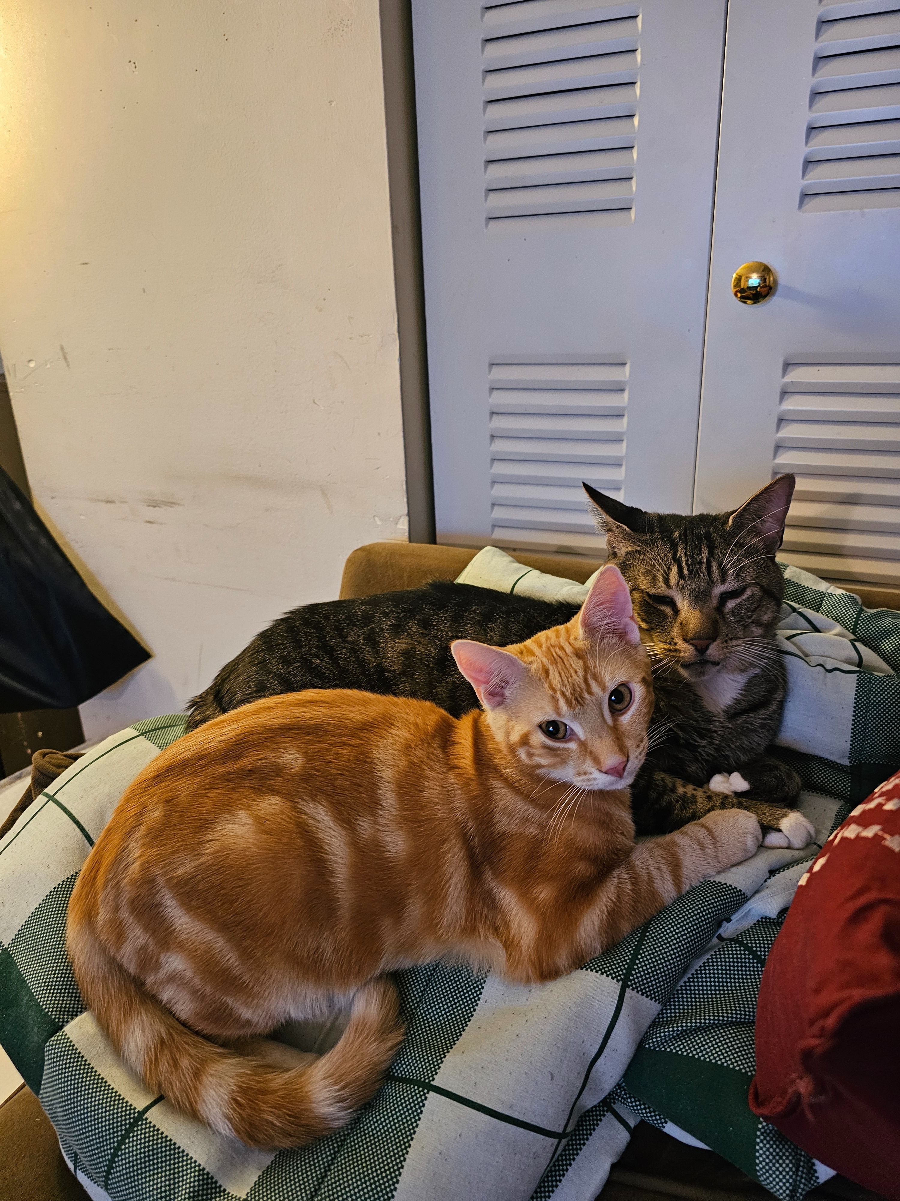 Maxx Jones: Urgent Surgery Needed for Beloved Cat kid. campaign photo, 6 of 7