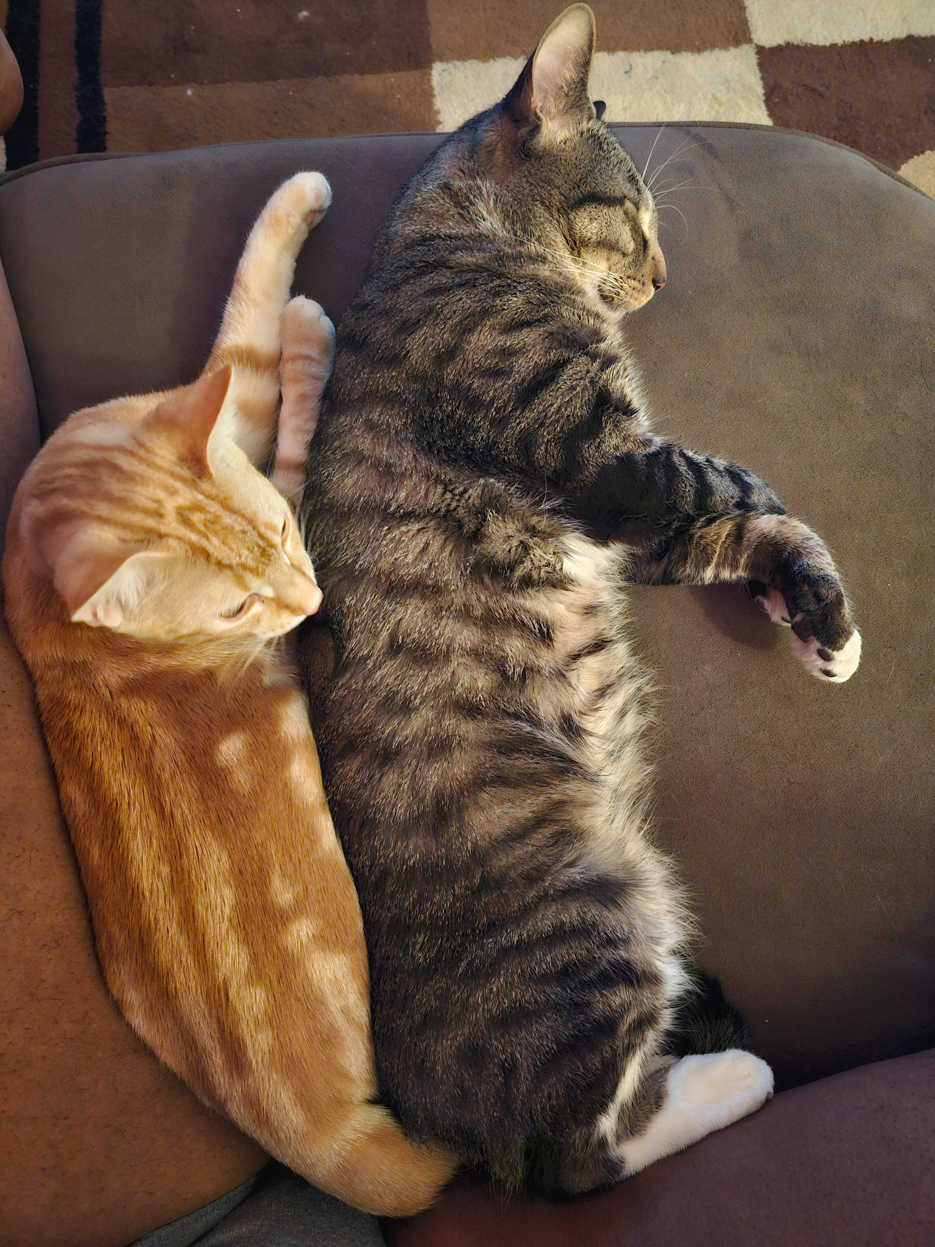 Maxx Jones: Urgent Surgery Needed for Beloved Cat kid. campaign photo, 2 of 7