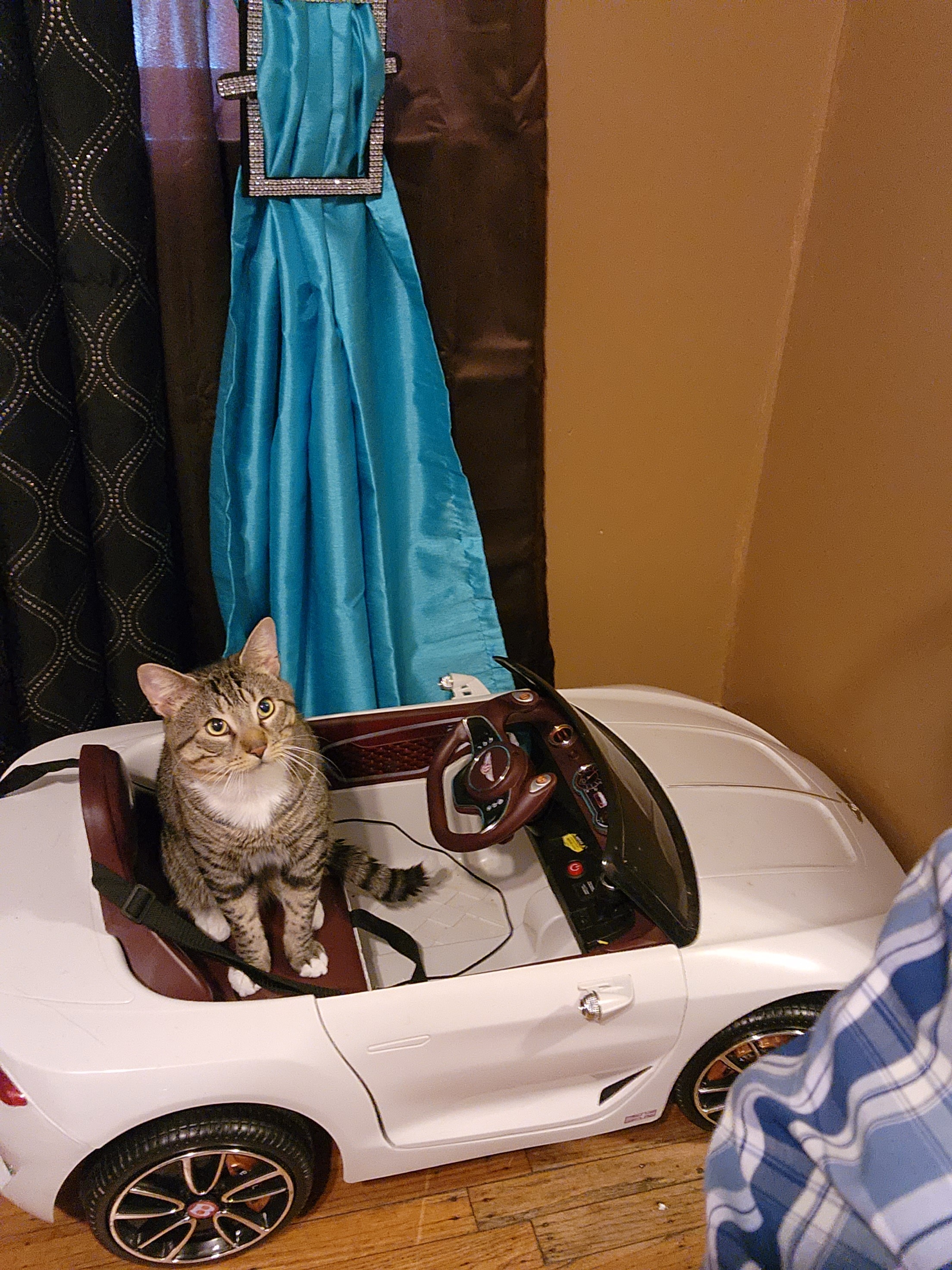Maxx Jones: Urgent Surgery Needed for Beloved Cat kid. campaign photo, 4 of 7