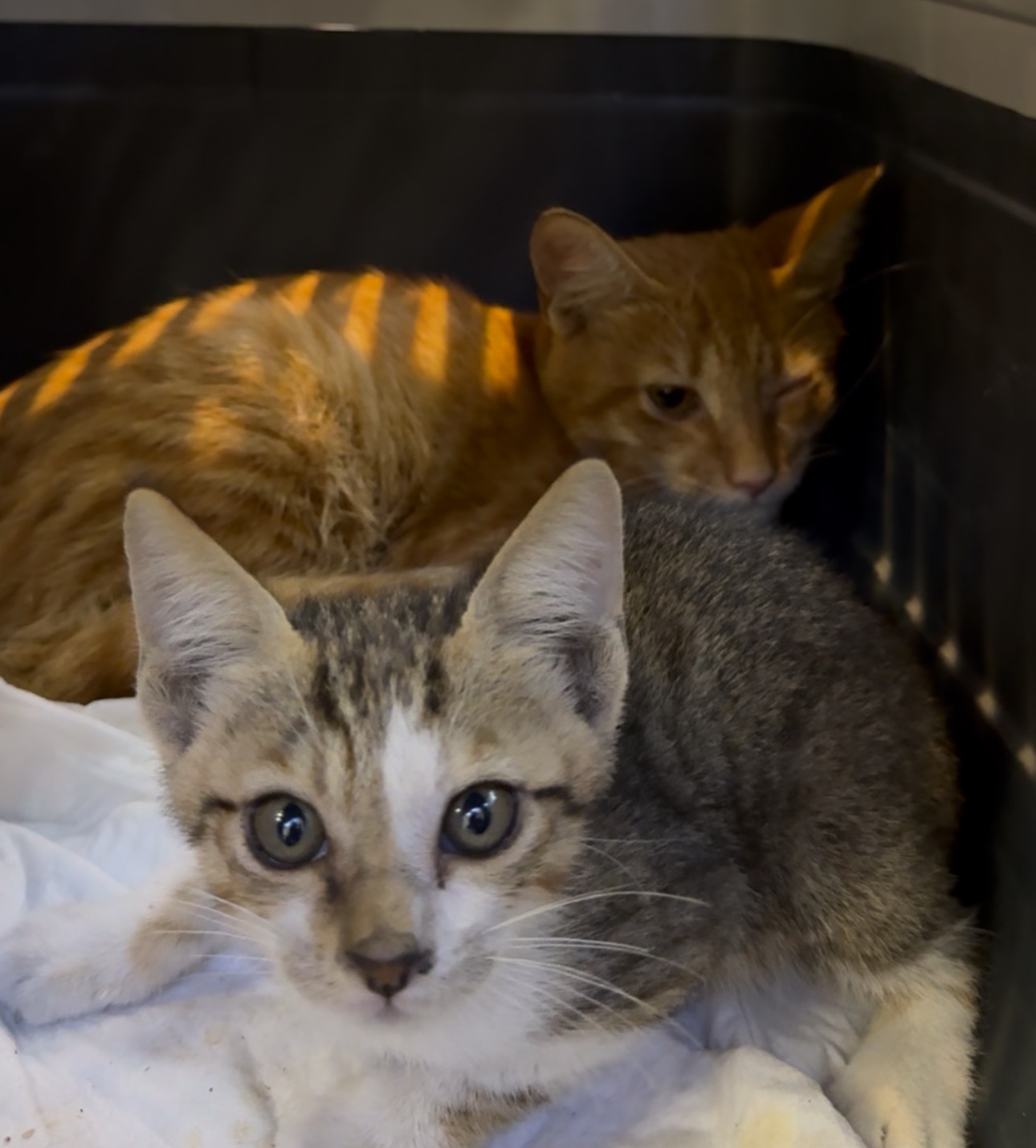 Help Bonded Kittens Copper & Ash Fly to Holland ✈️ campaign photo, 7 of 8