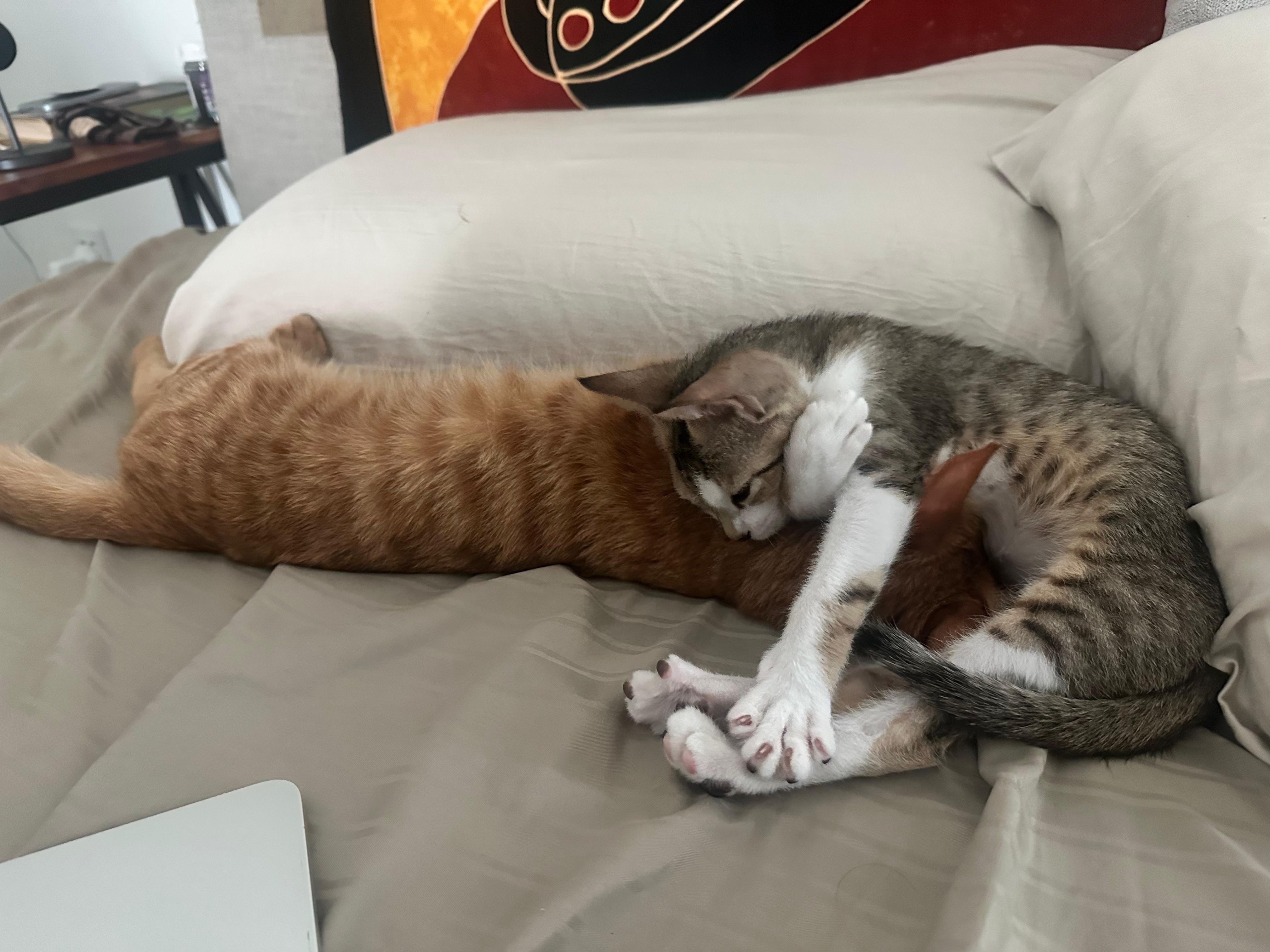 Help Bonded Kittens Copper & Ash Fly to Holland ✈️ campaign photo, 2 of 8